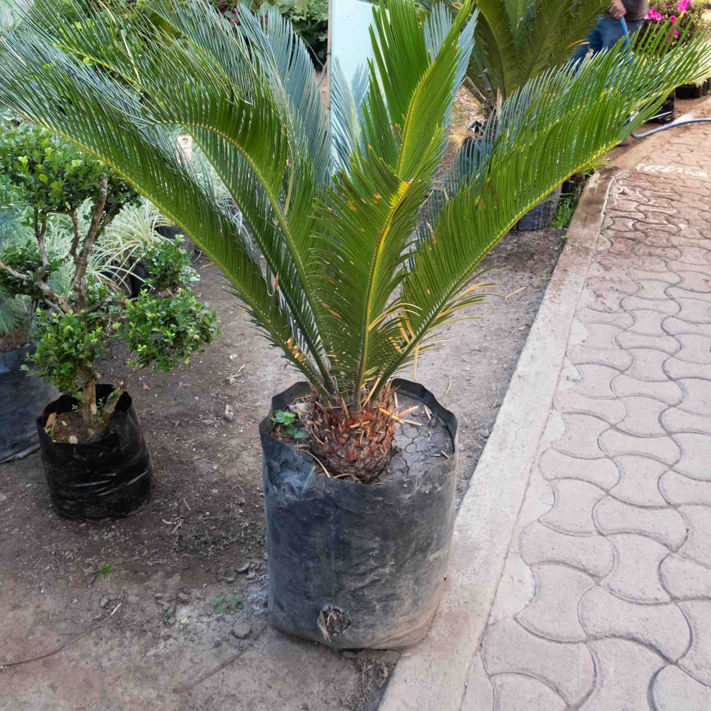 PALMA CYCA MEDIANA