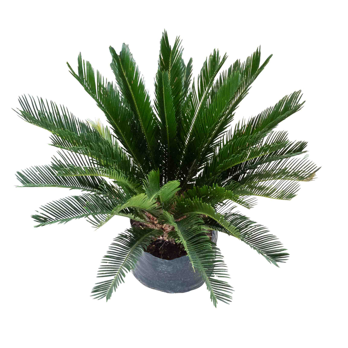 Palpalma PALMA CYCA MEDIANA – Vivero Yañez