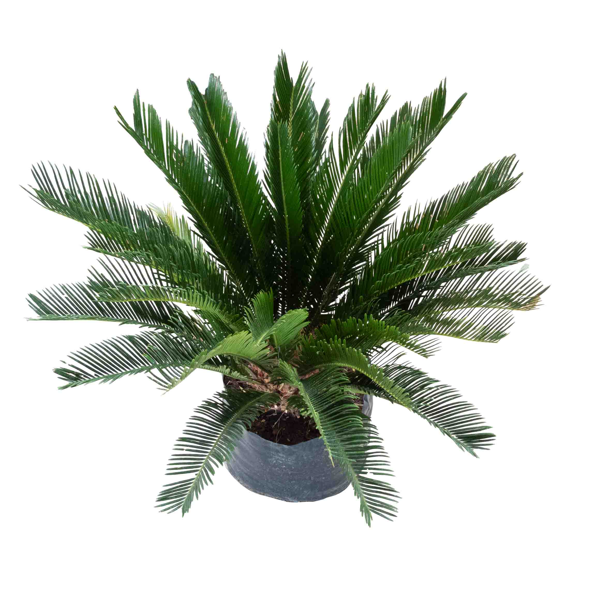 PALMA CYCA MEDIANA
