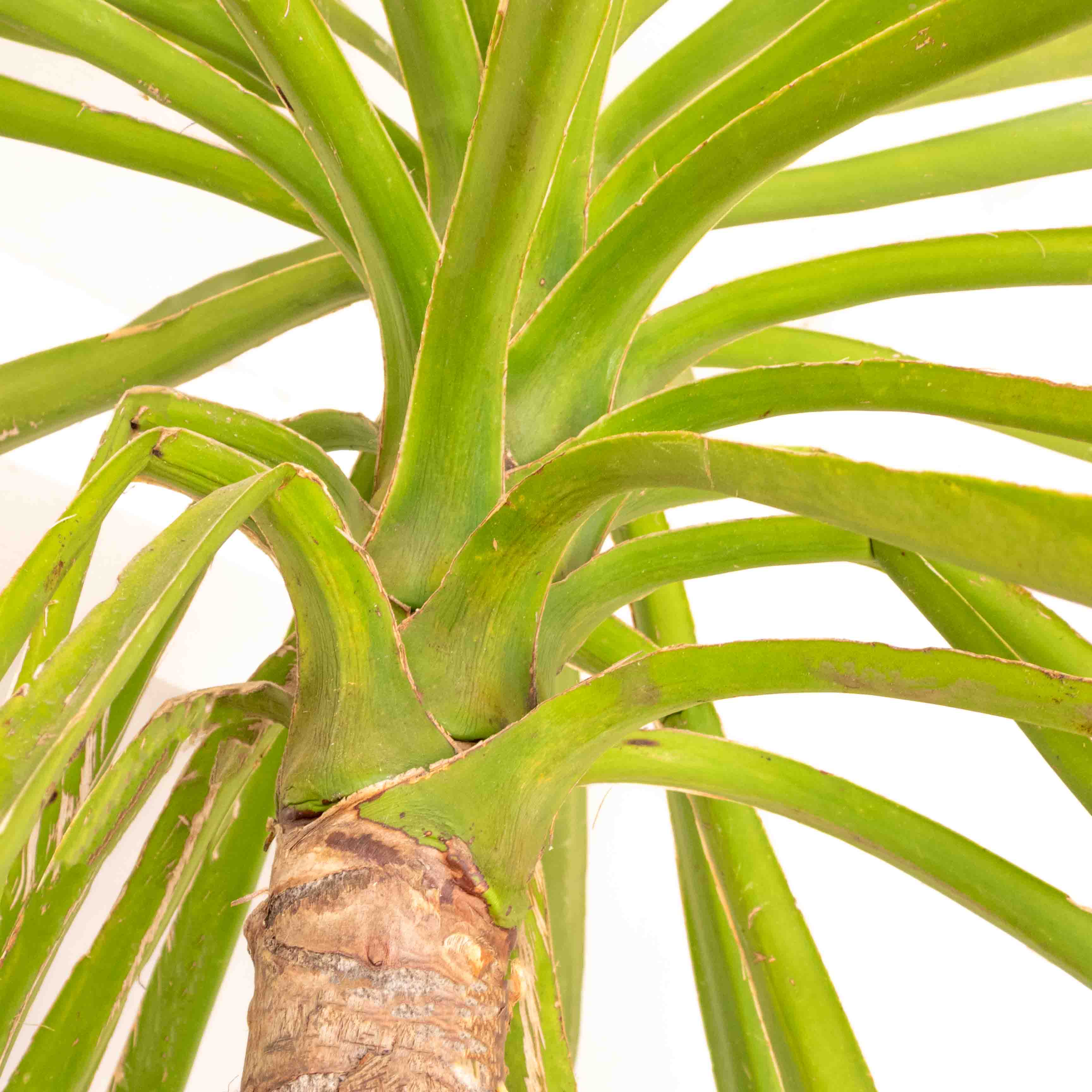PALMA YUCA GRANDE