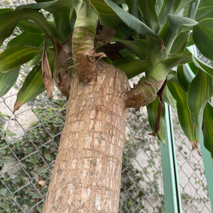 PALO DE BRASIL JUMBO