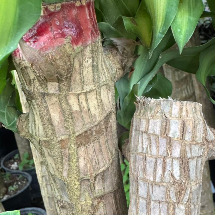 PALO DE BRASIL TRIPLE JUMBO