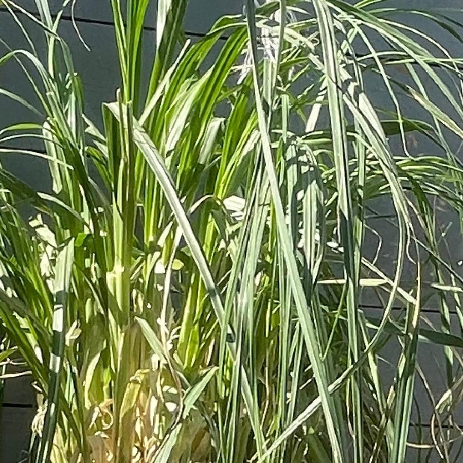 PAMPAS GRASS
