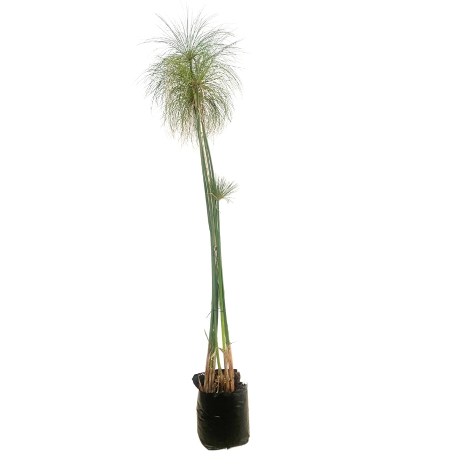 PAPIRO