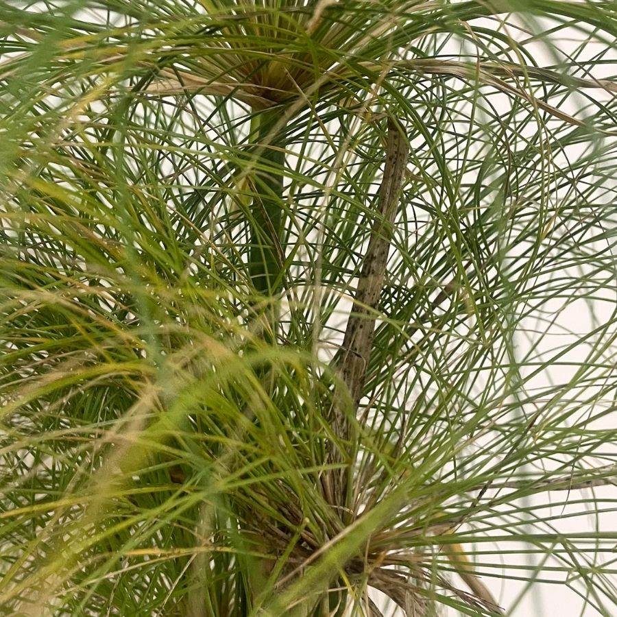 PAPIRO