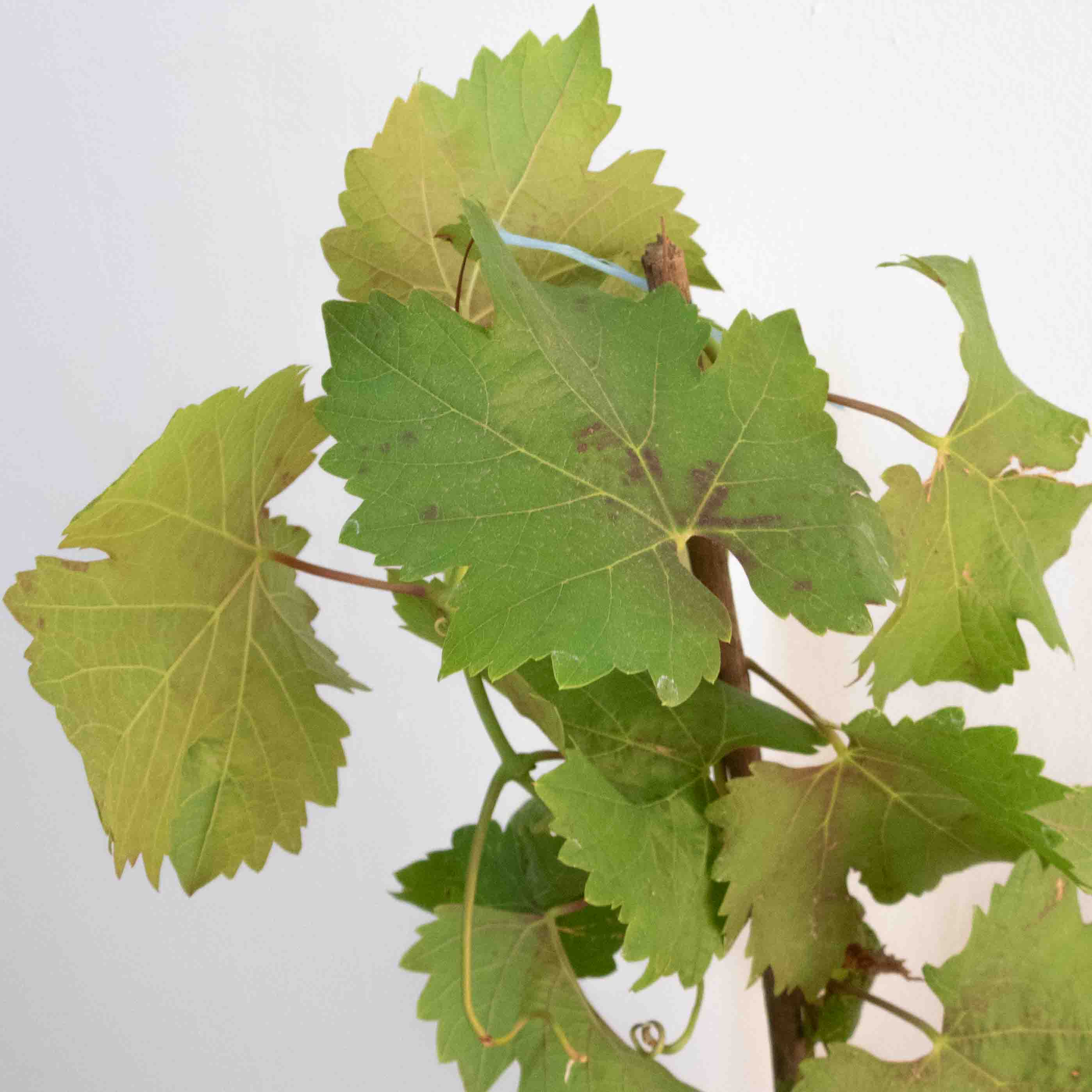 PARRA DE UVAS