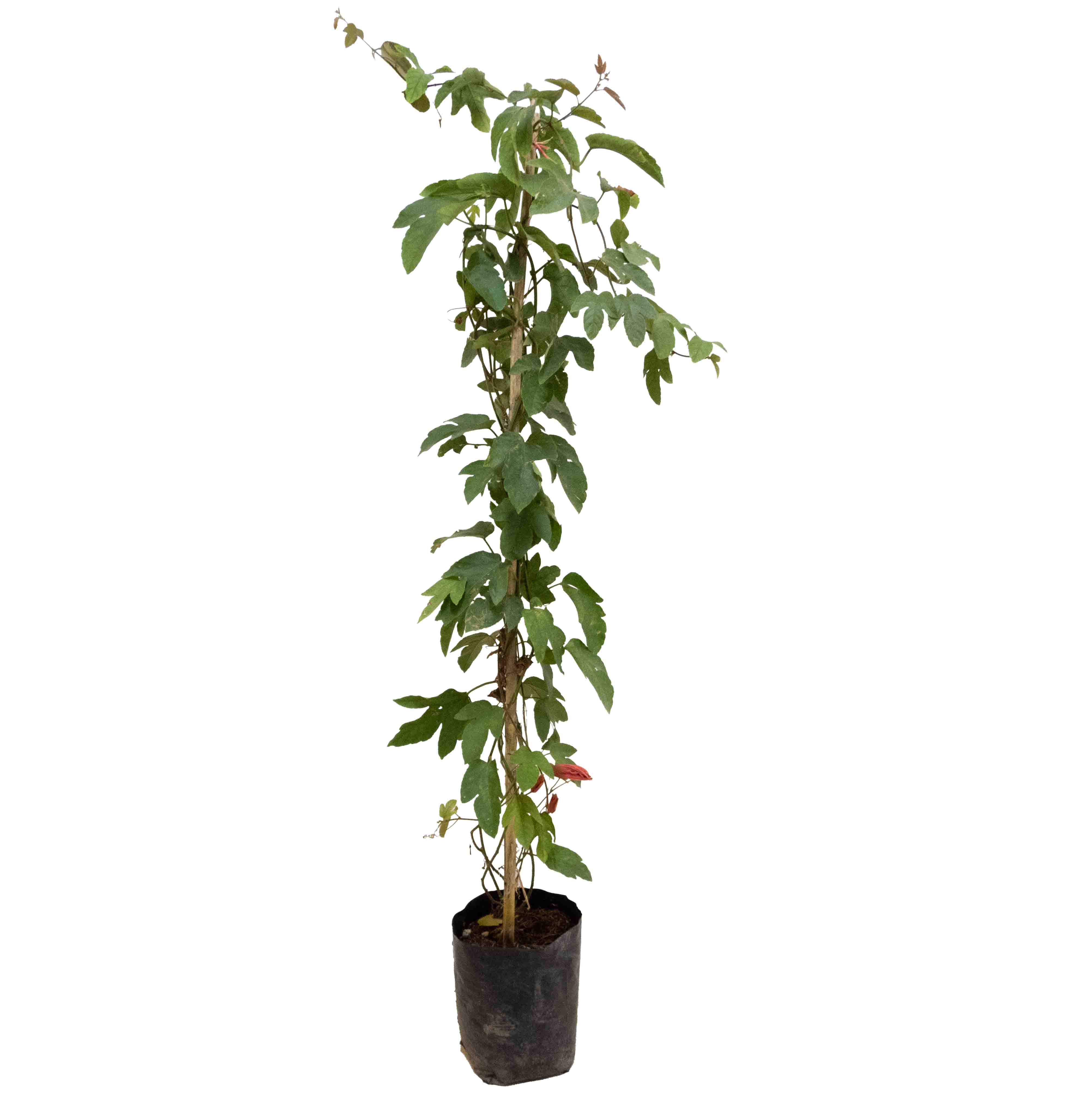 PASIONARIA (PASSIFLORA)