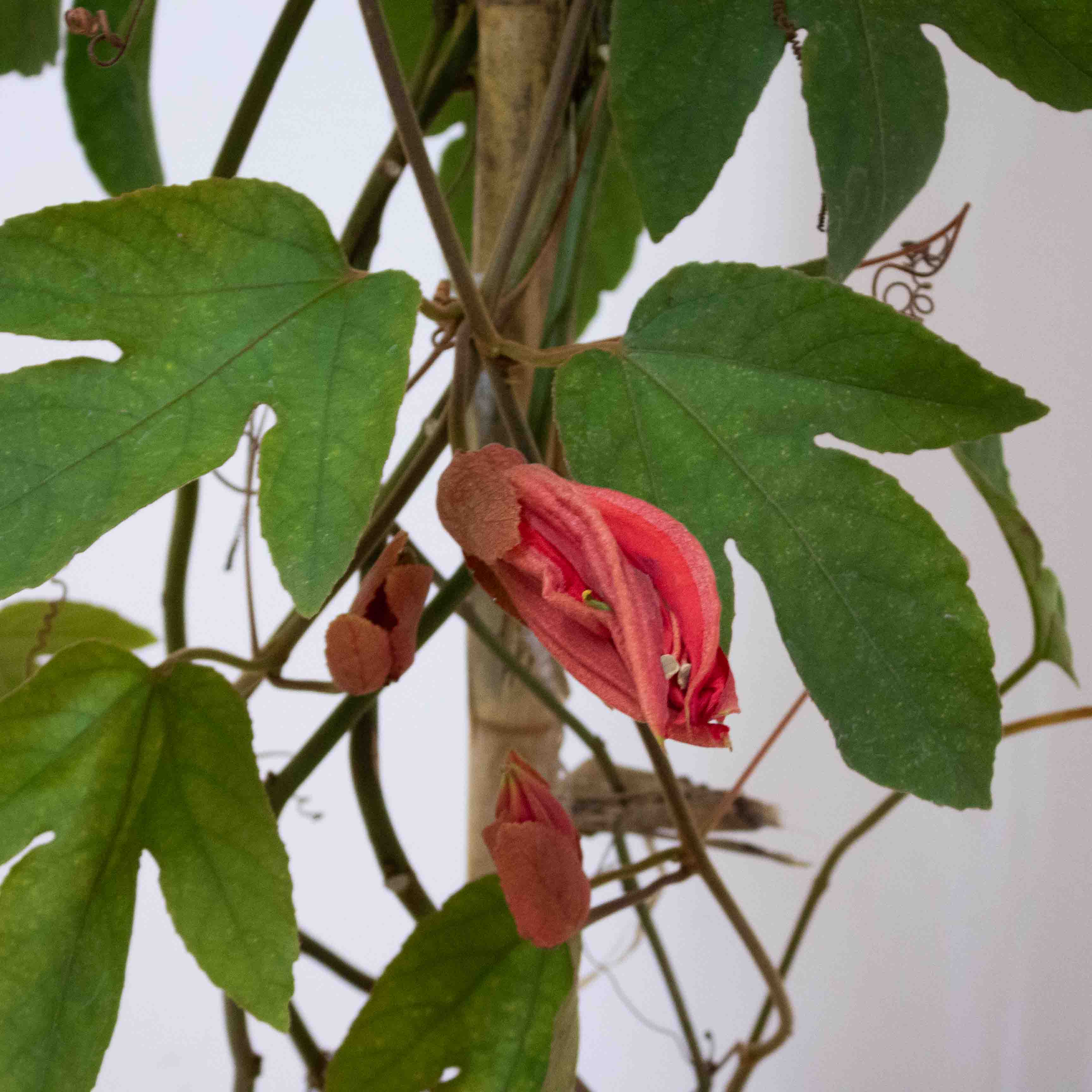 PASIONARIA (PASSIFLORA)