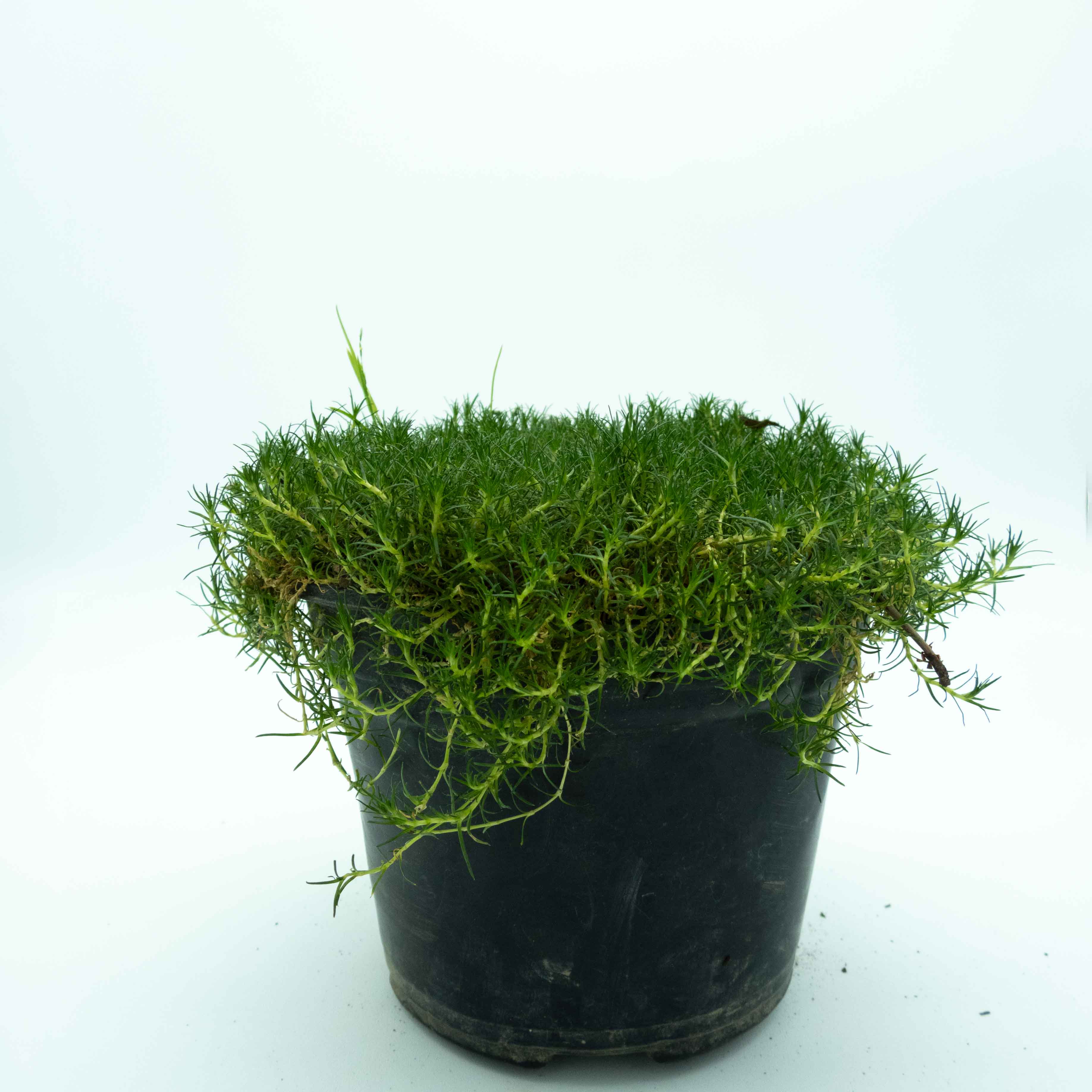 PASTO COREANO
