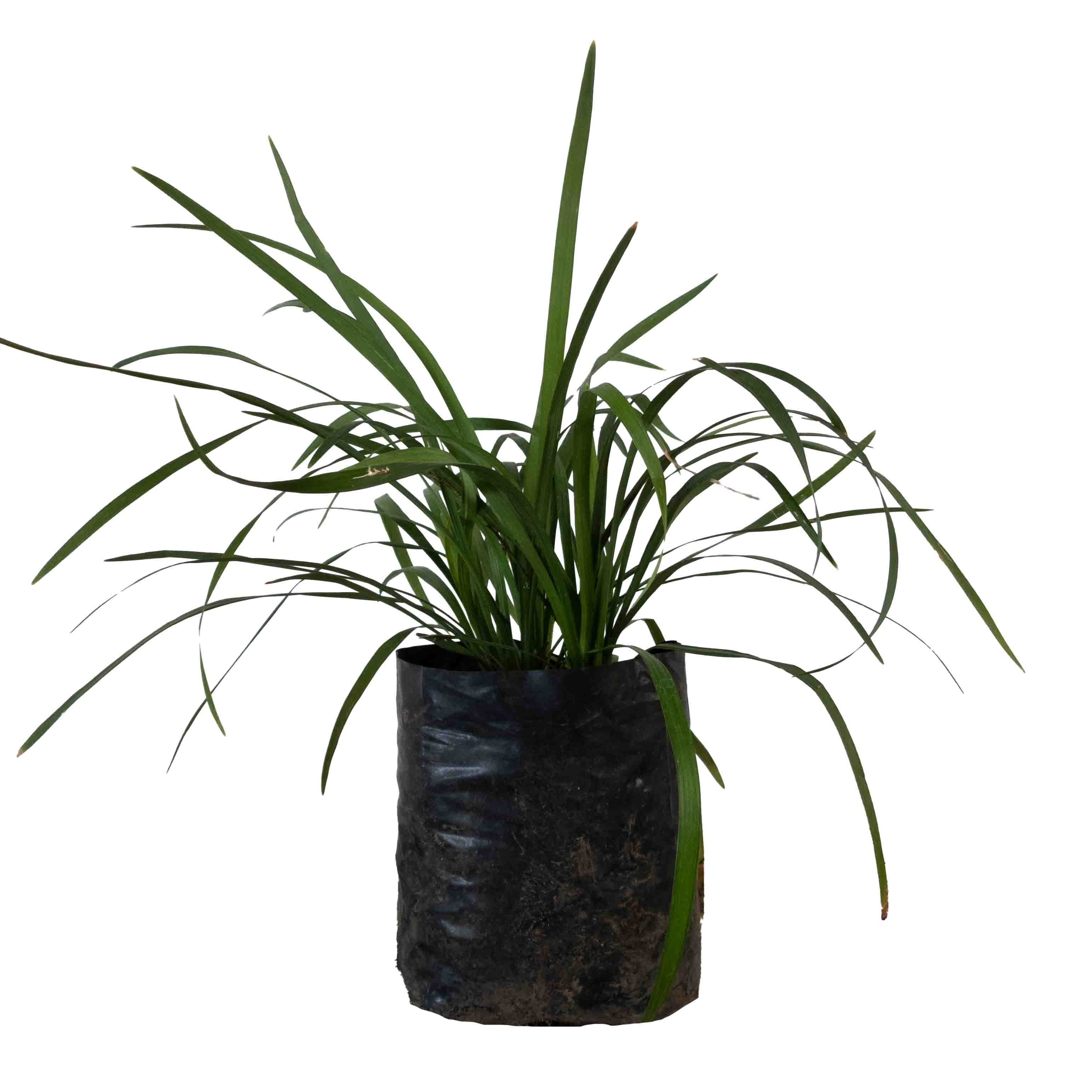 PASTO LIRIOPE VERDE