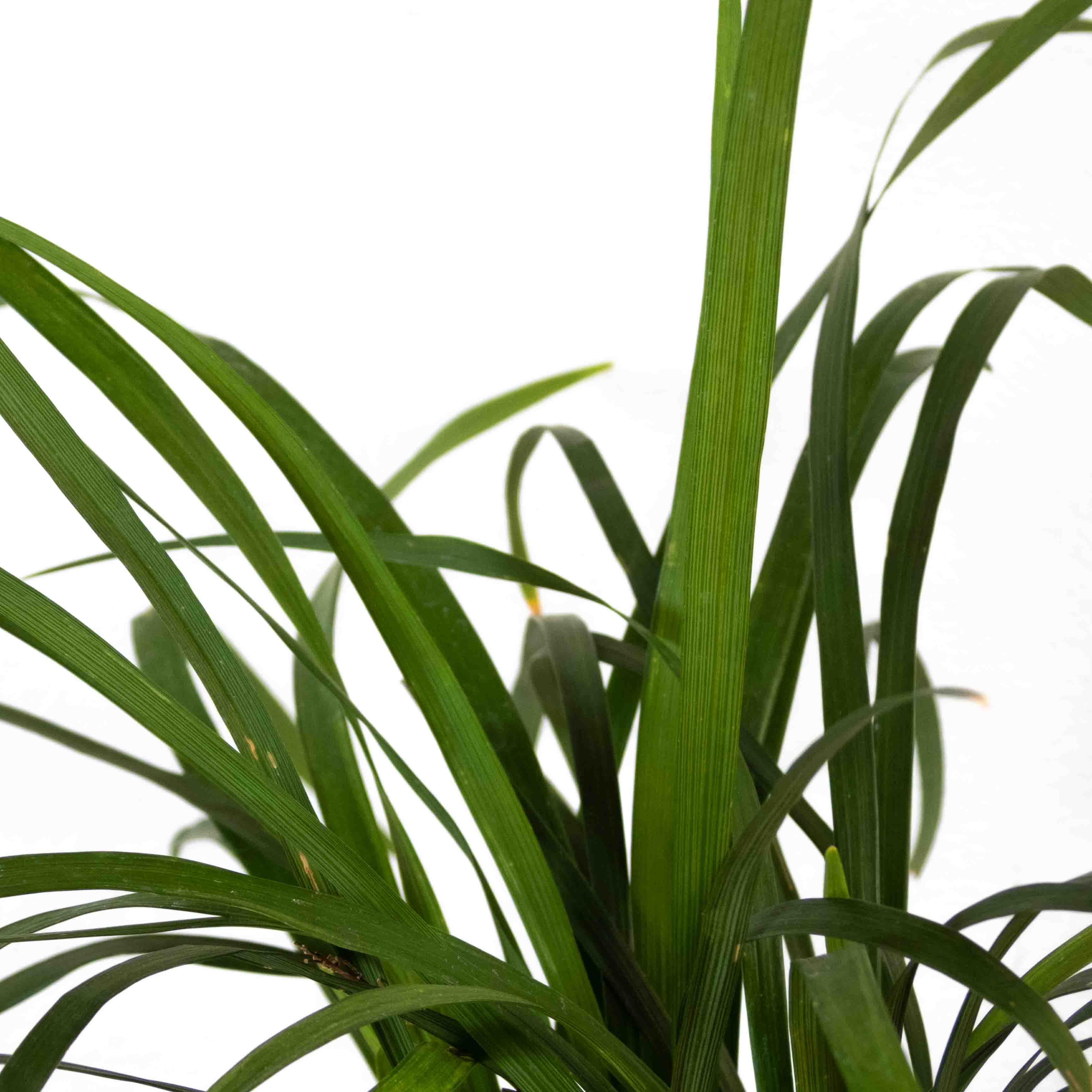 PASTO LIRIOPE VERDE