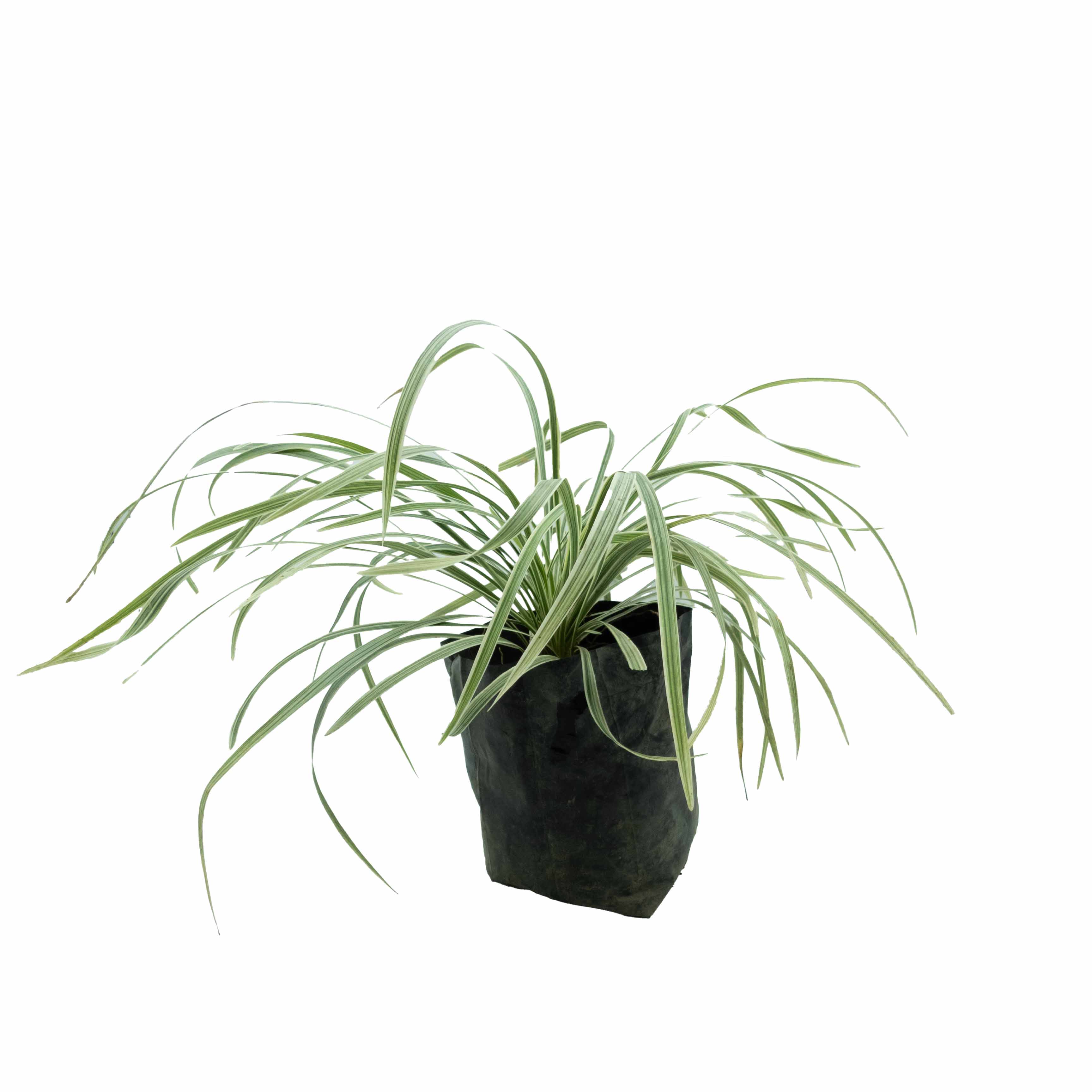 PASTO LIRIOPE RAYADO