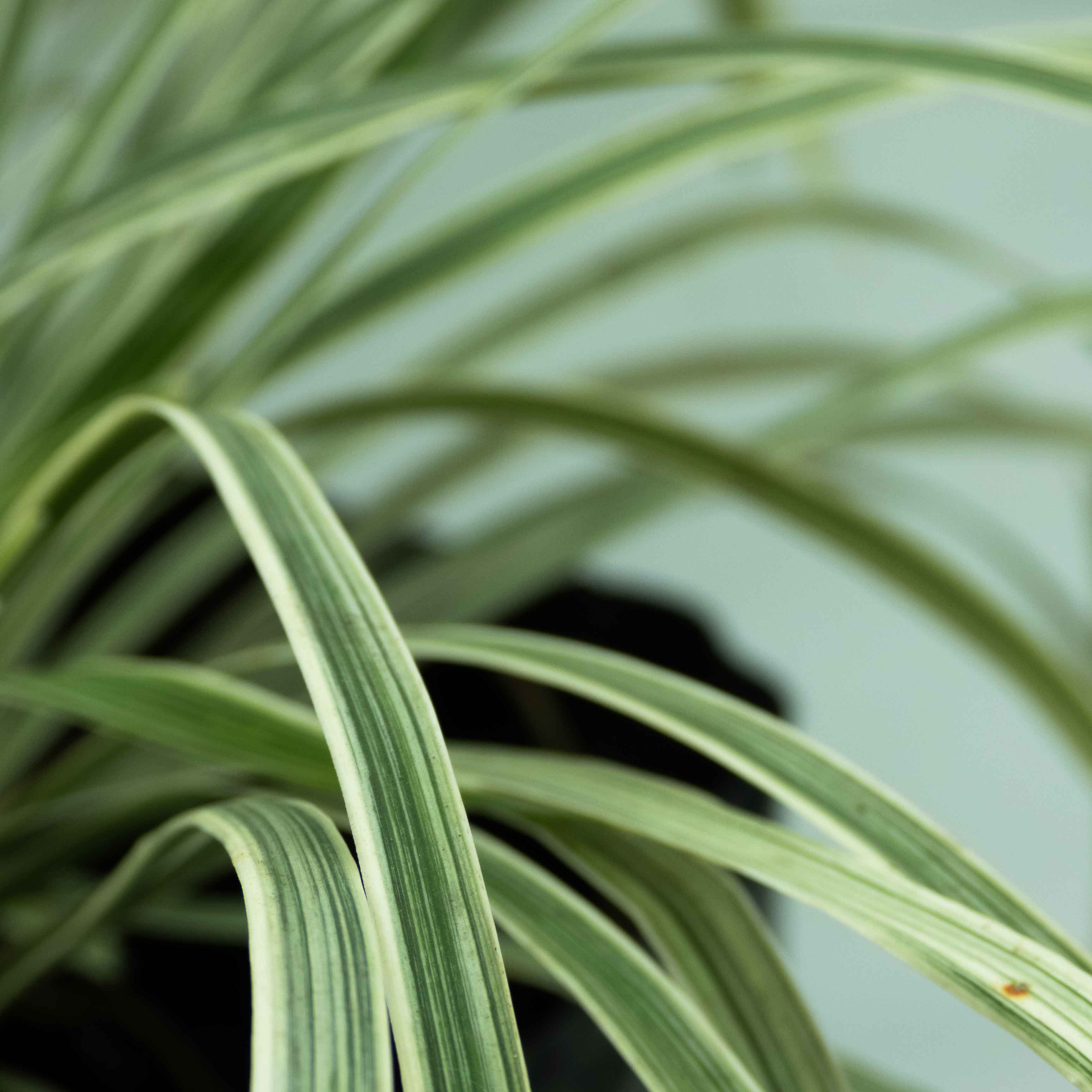PASTO LIRIOPE RAYADO