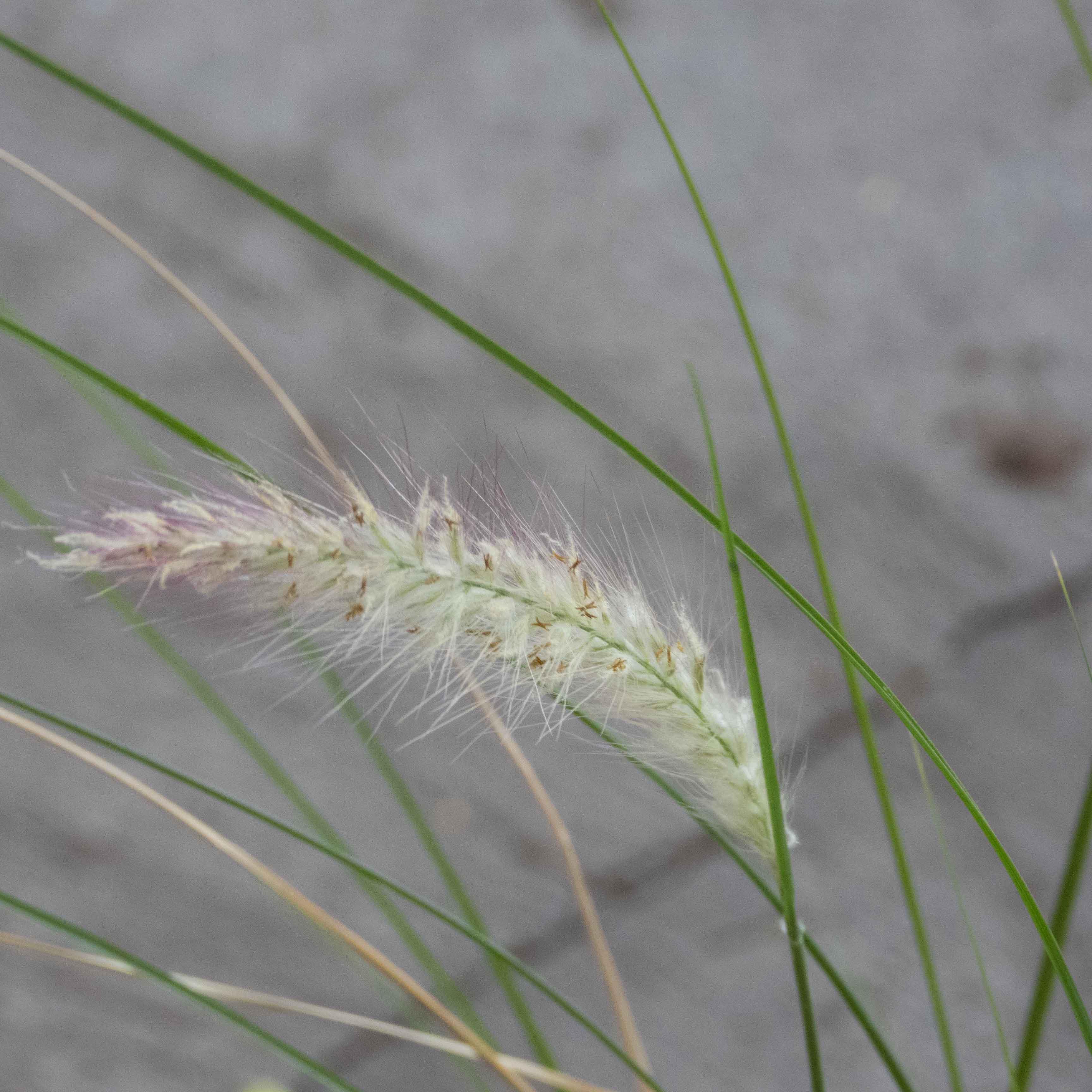 PASTO PENNISETUM VERDE
