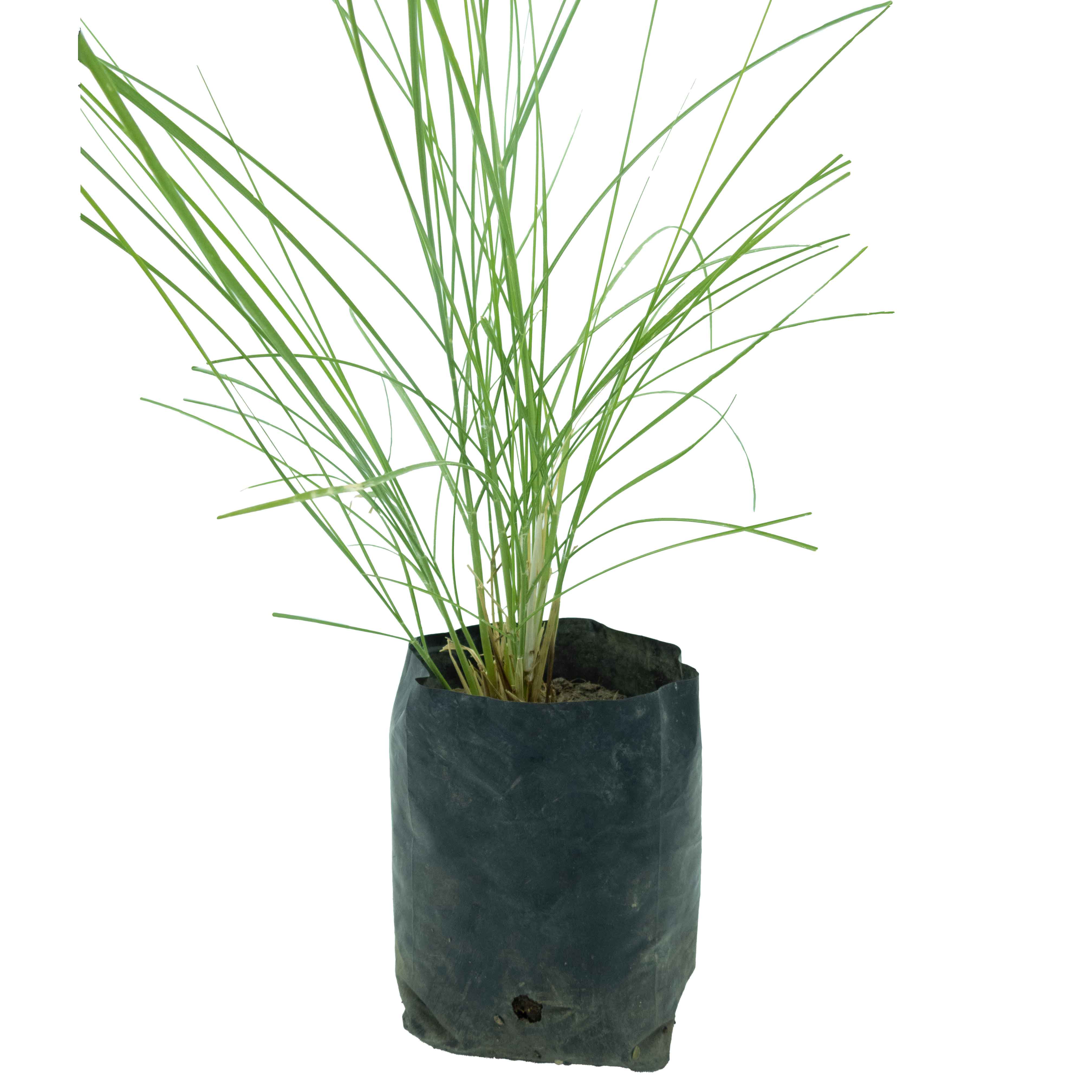 PASTO PENNISETUM VERDE