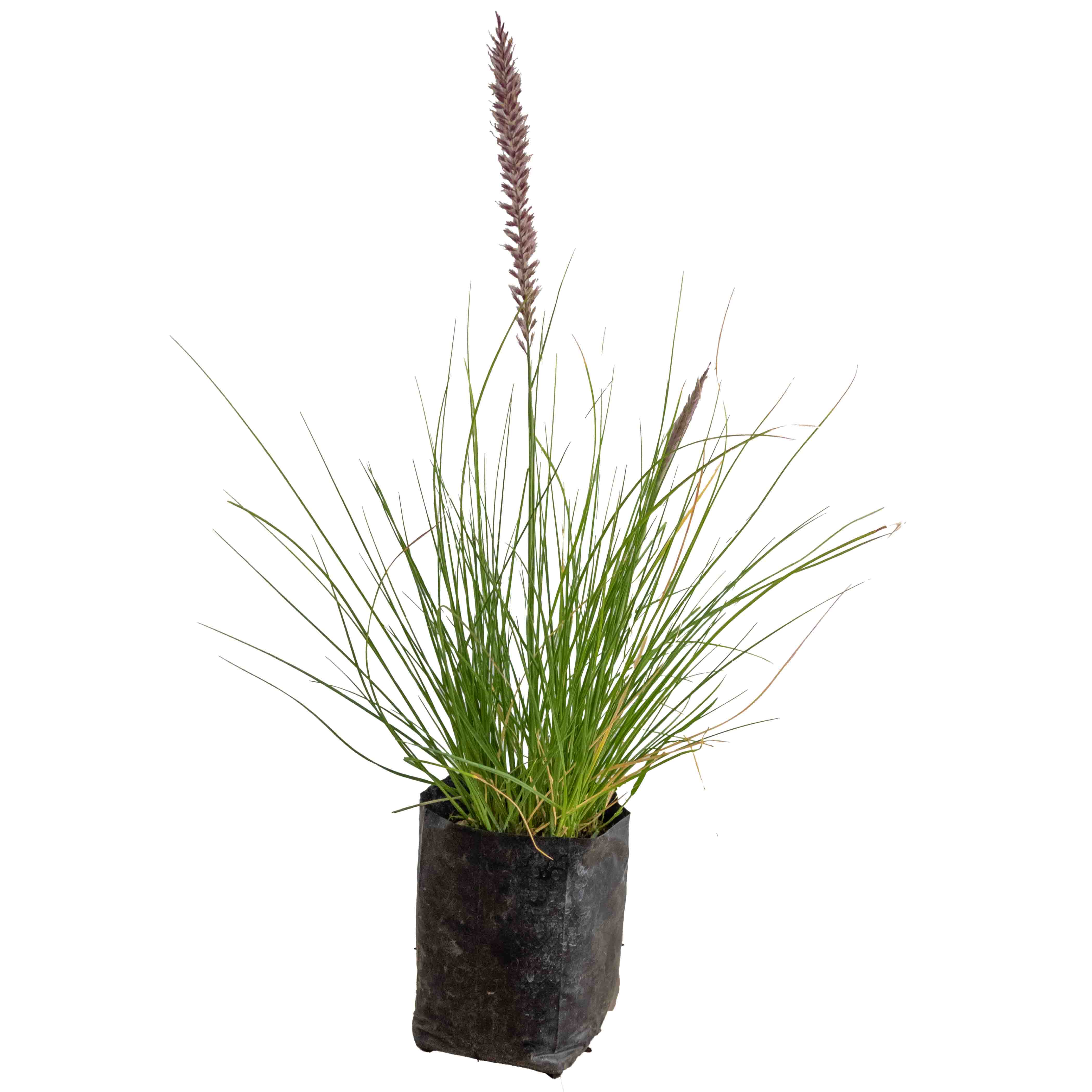 PASTO PENNISETUM ROJO CHICO