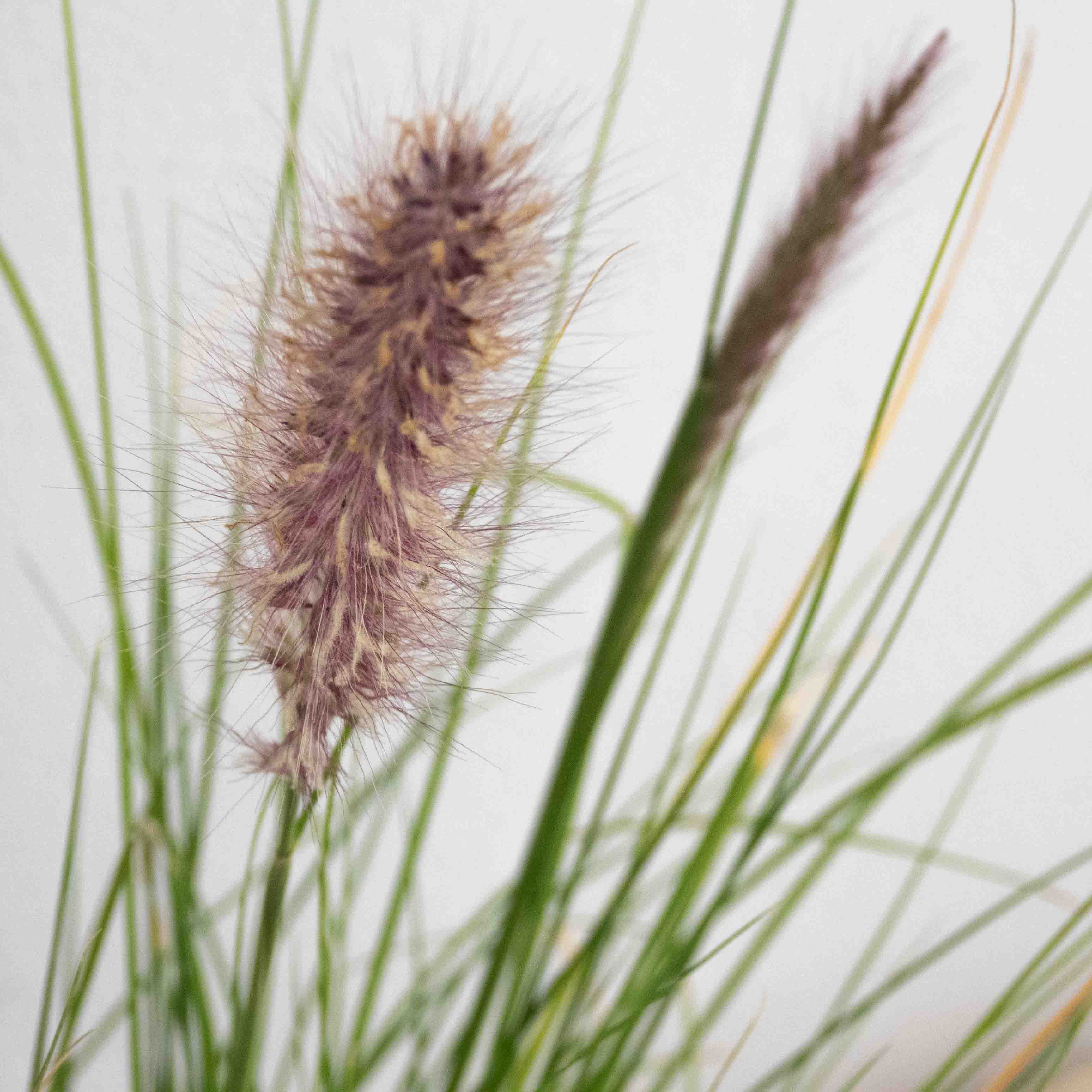 PASTO PENNISETUM ROJO CHICO