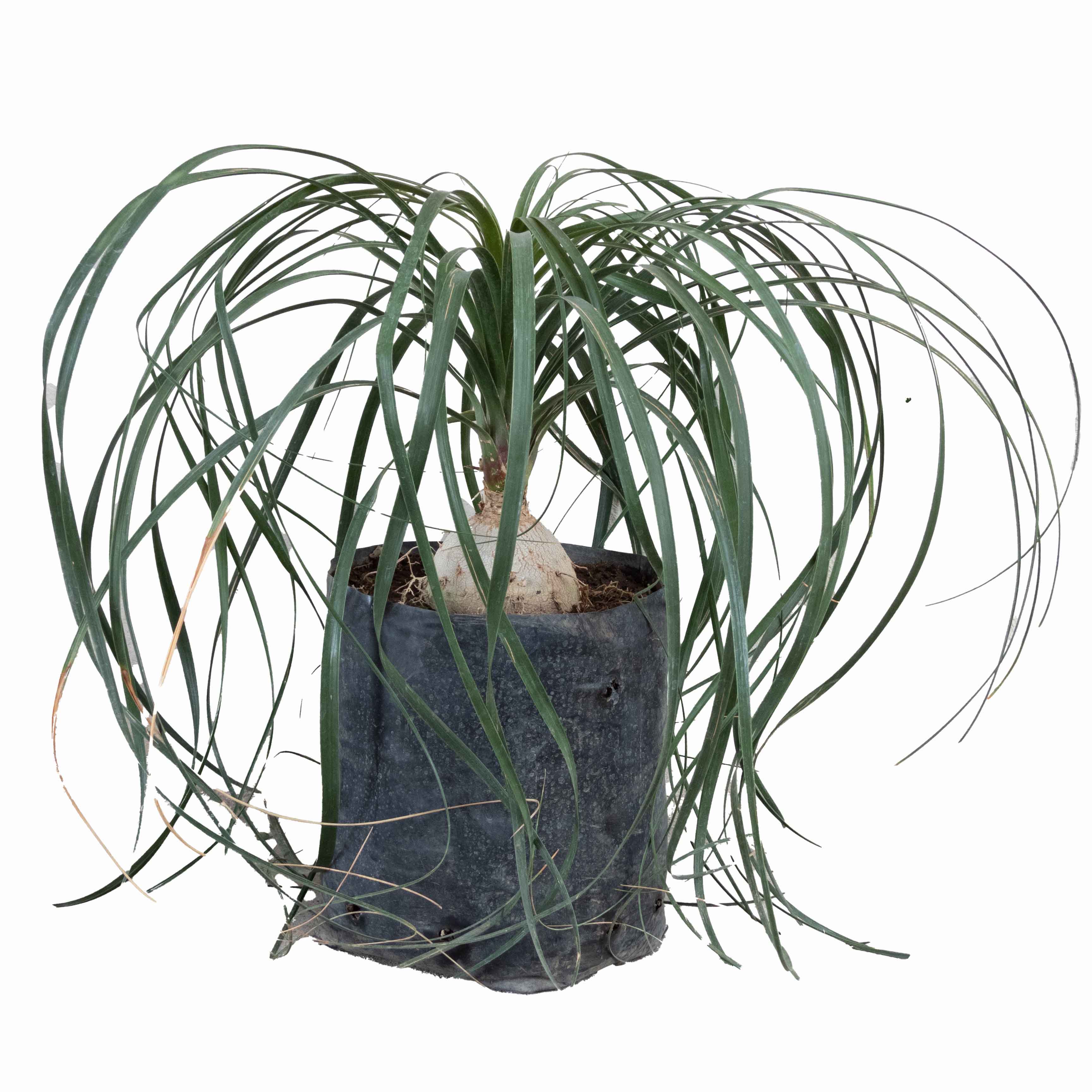 PATA DE ELEFANTE (BEAUCARNEA) MEDIANA