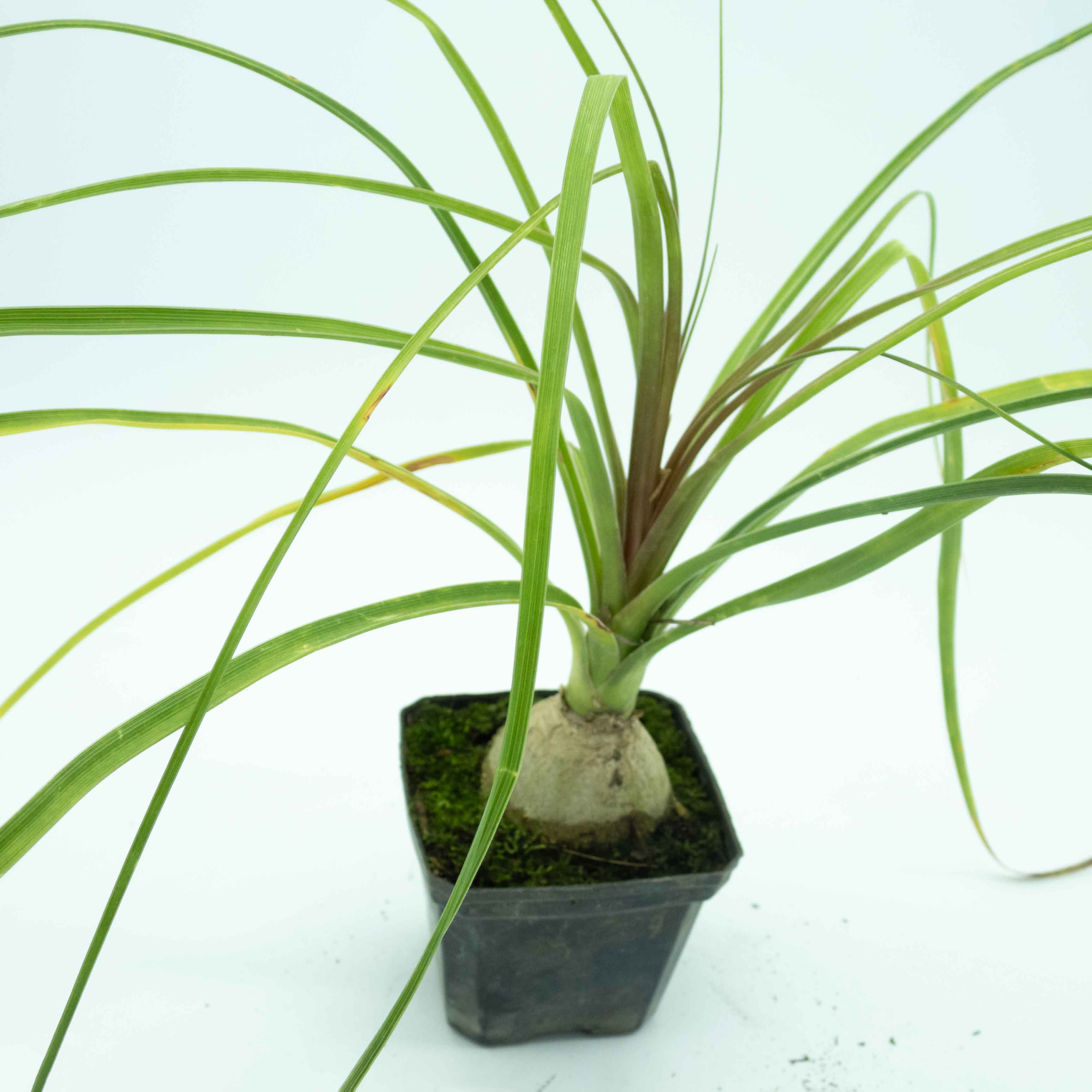 PATA DE ELEFANTE (BEAUCARNEA) MINI