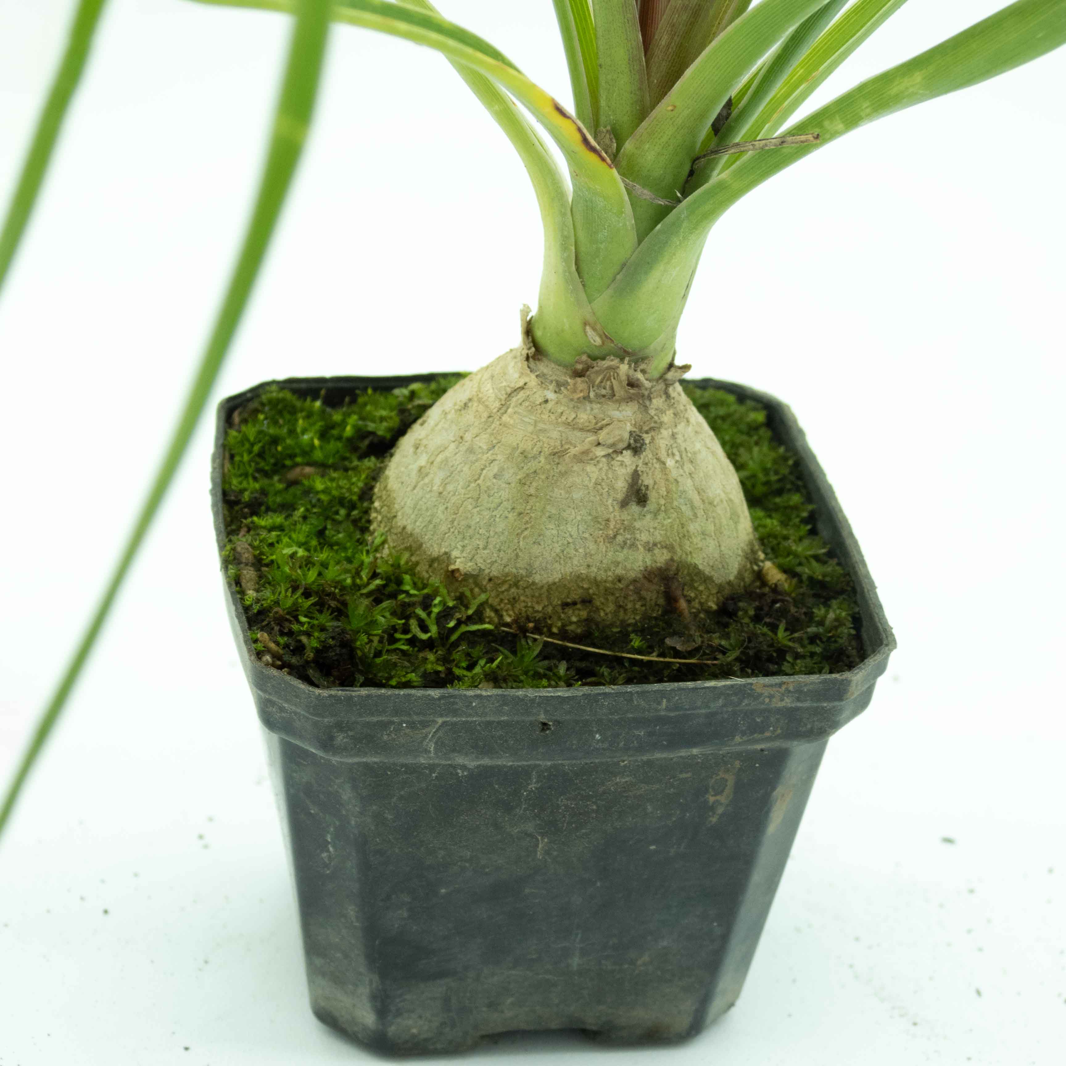 PATA DE ELEFANTE (BEAUCARNEA) MINI
