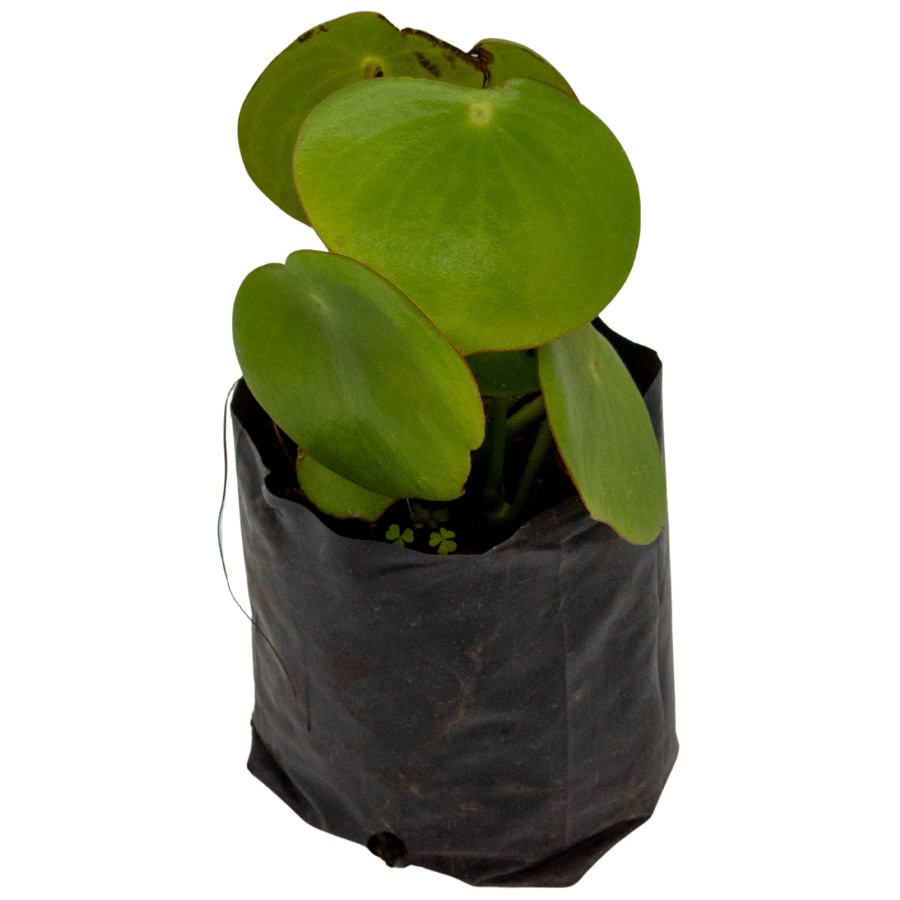 PEPEROMIA