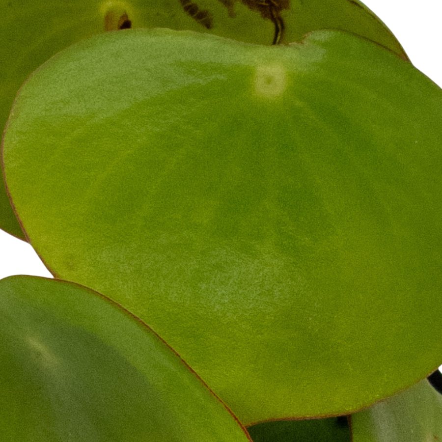 PEPEROMIA