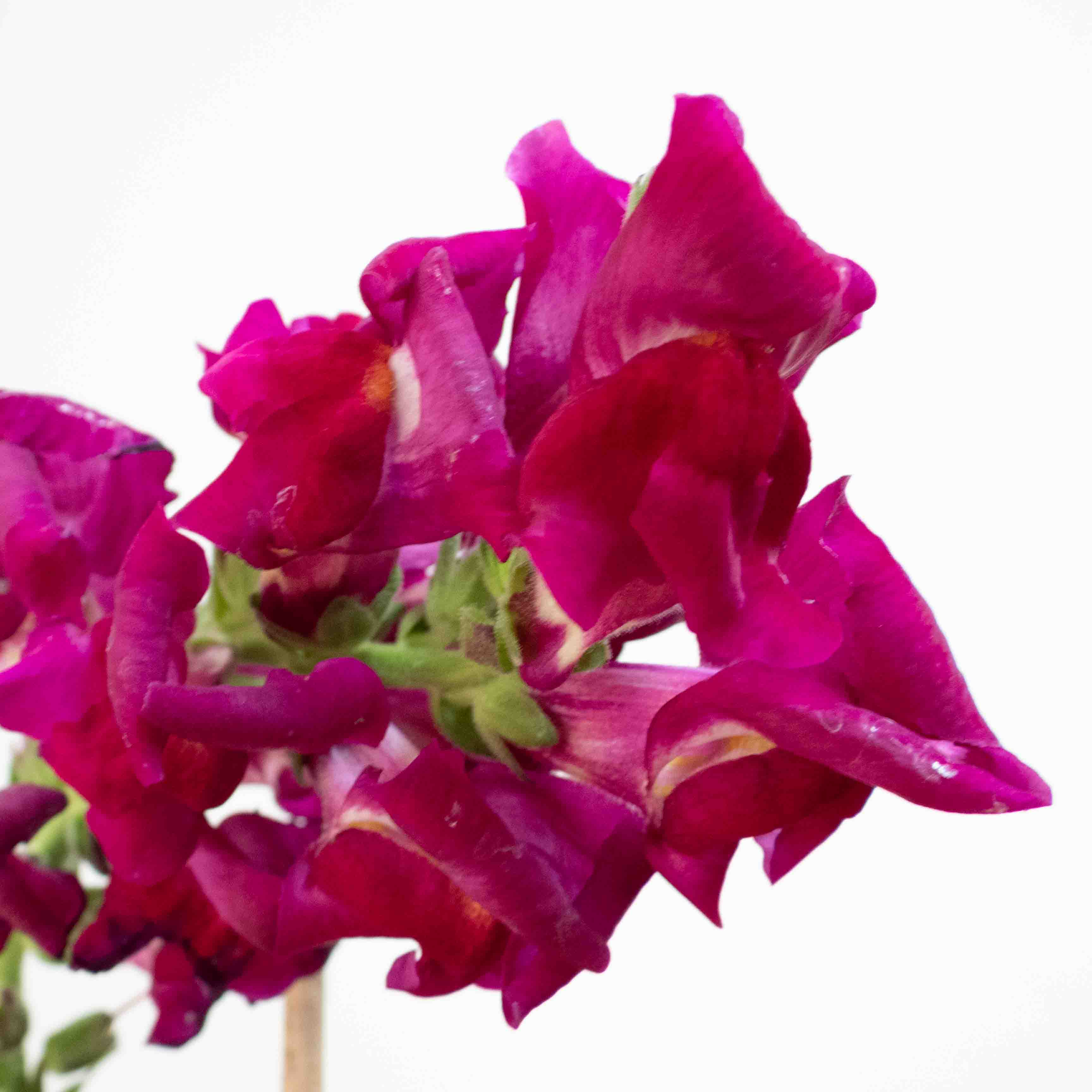 PERRITO