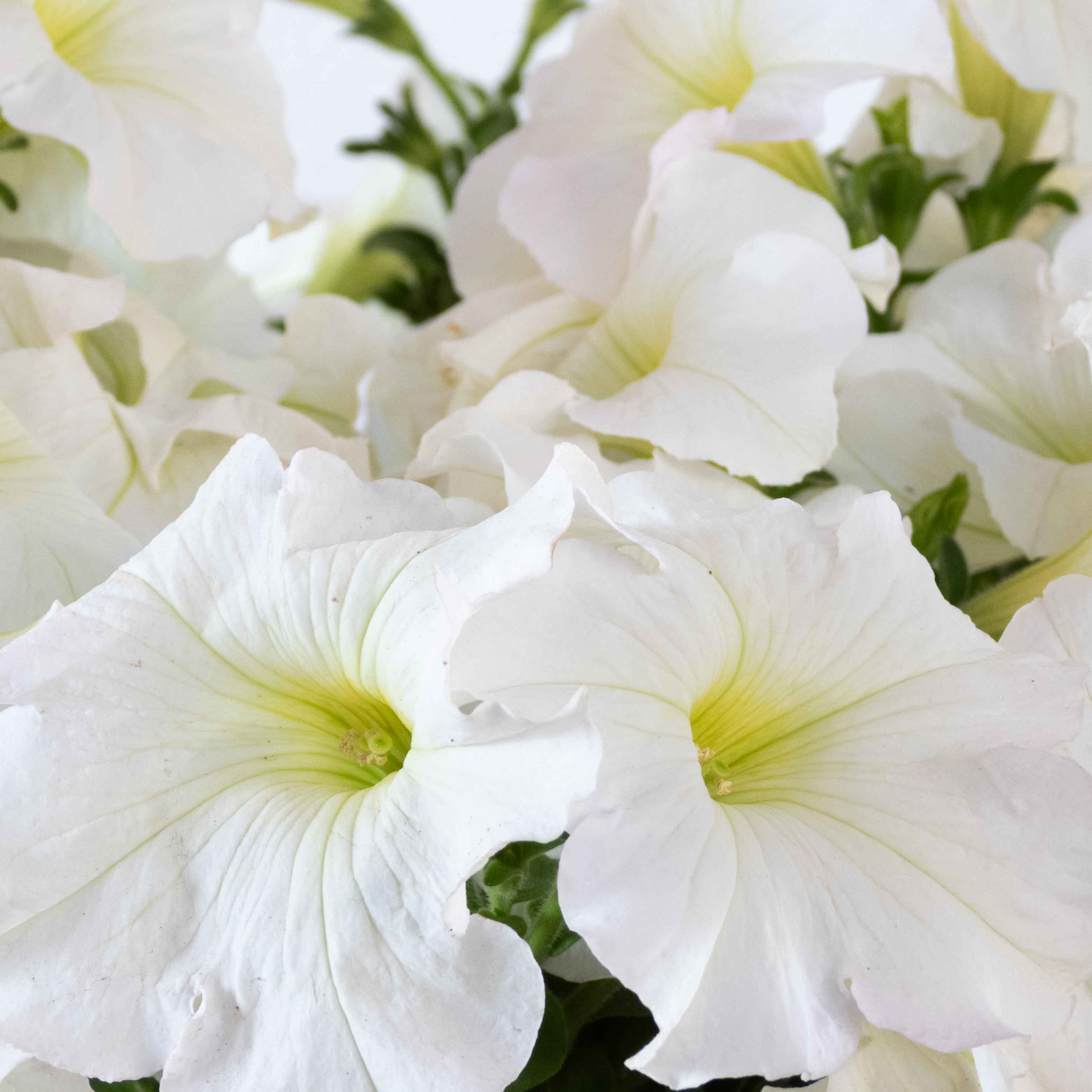 PETUNIA