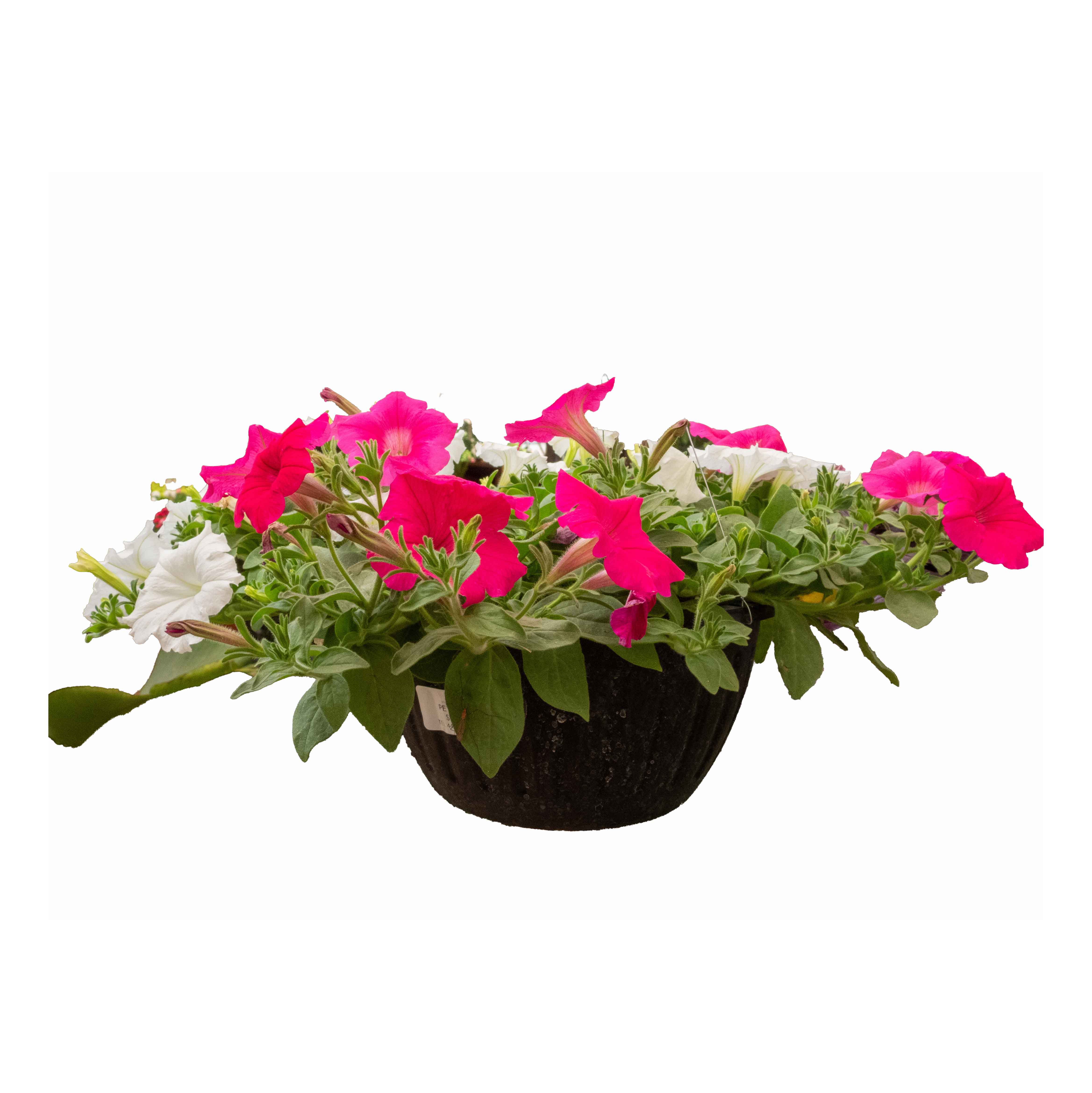 PETUNIA COLGANTE
