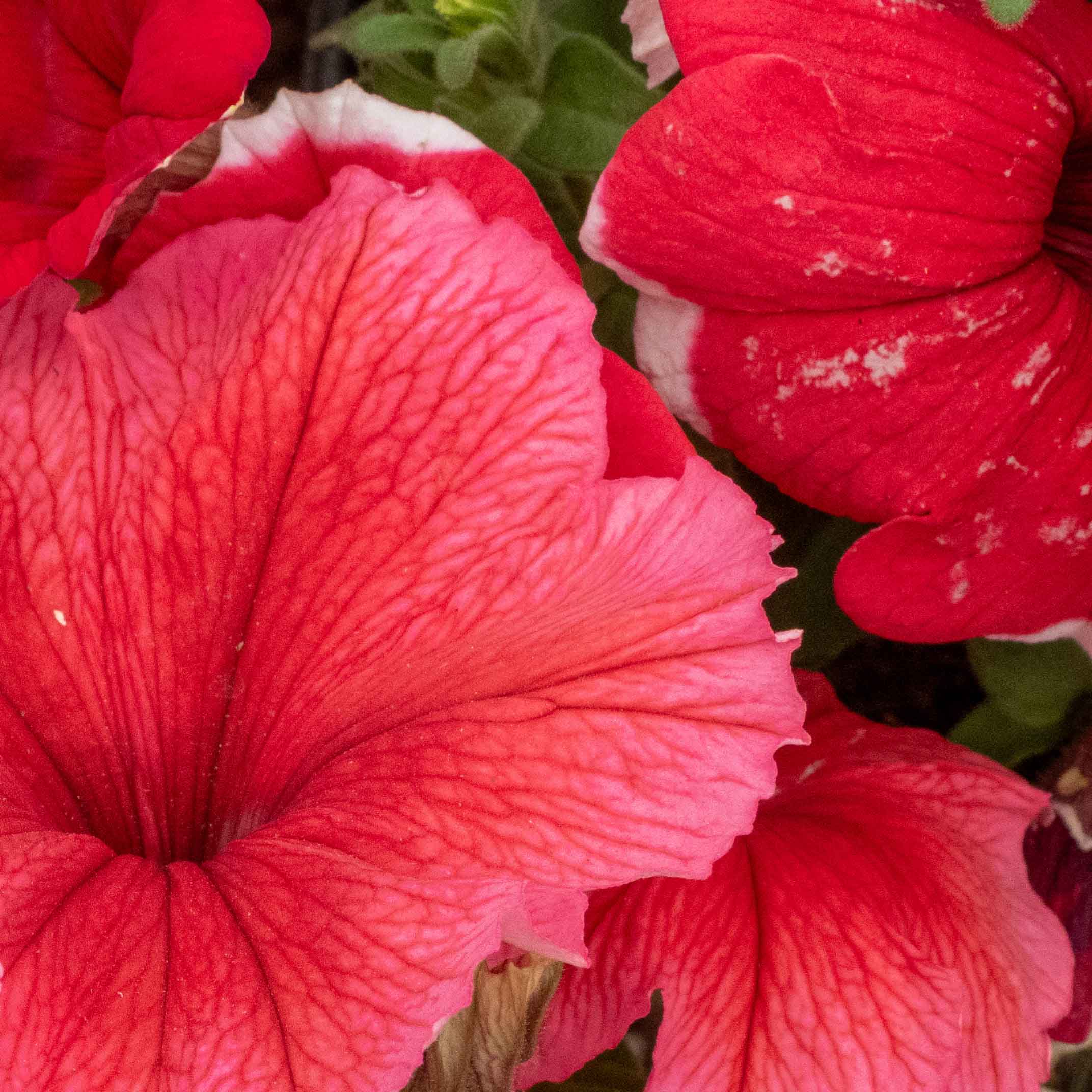 PETUNIA COLGANTE