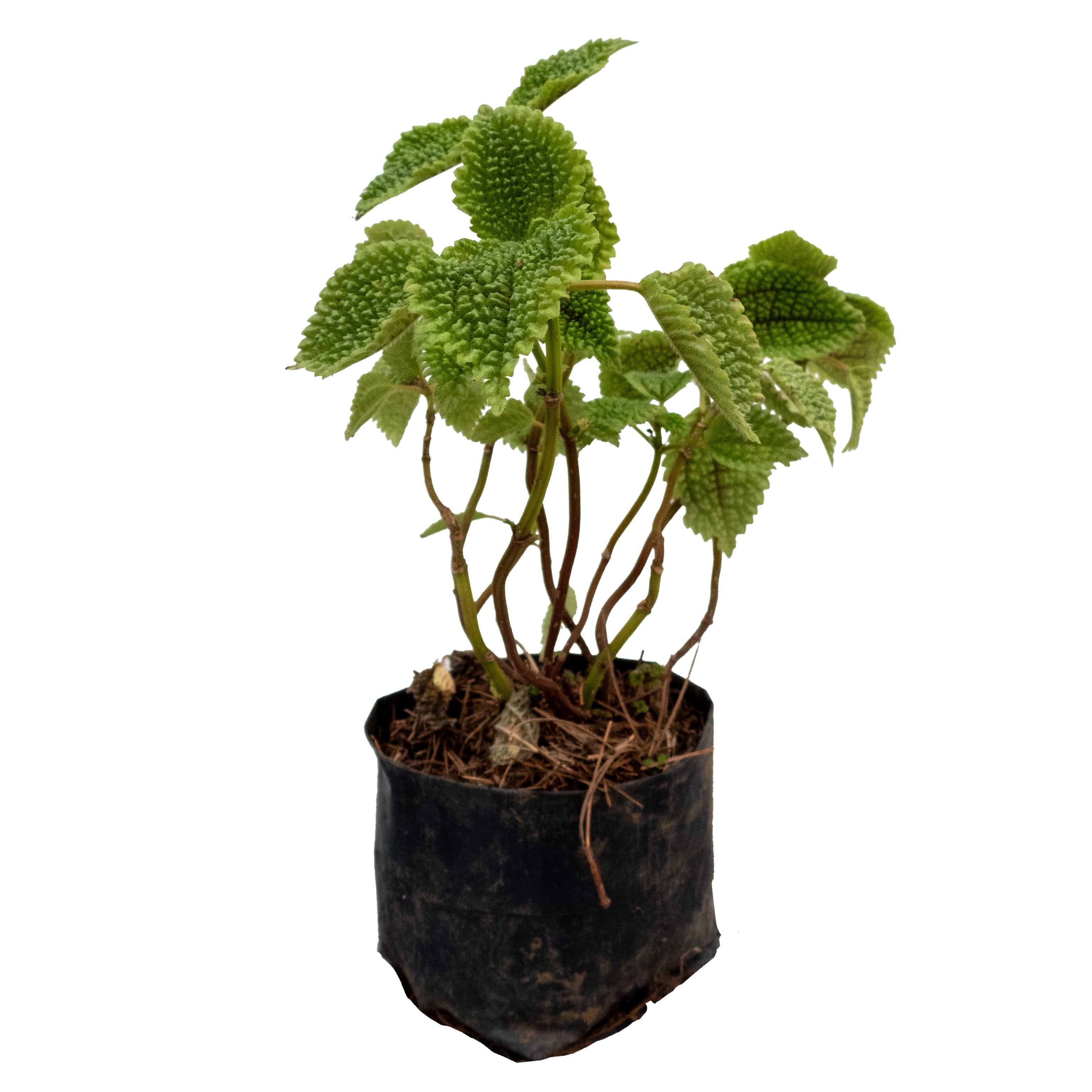 PILEA INVOLUCRATA (LENGUA DE CABRA)