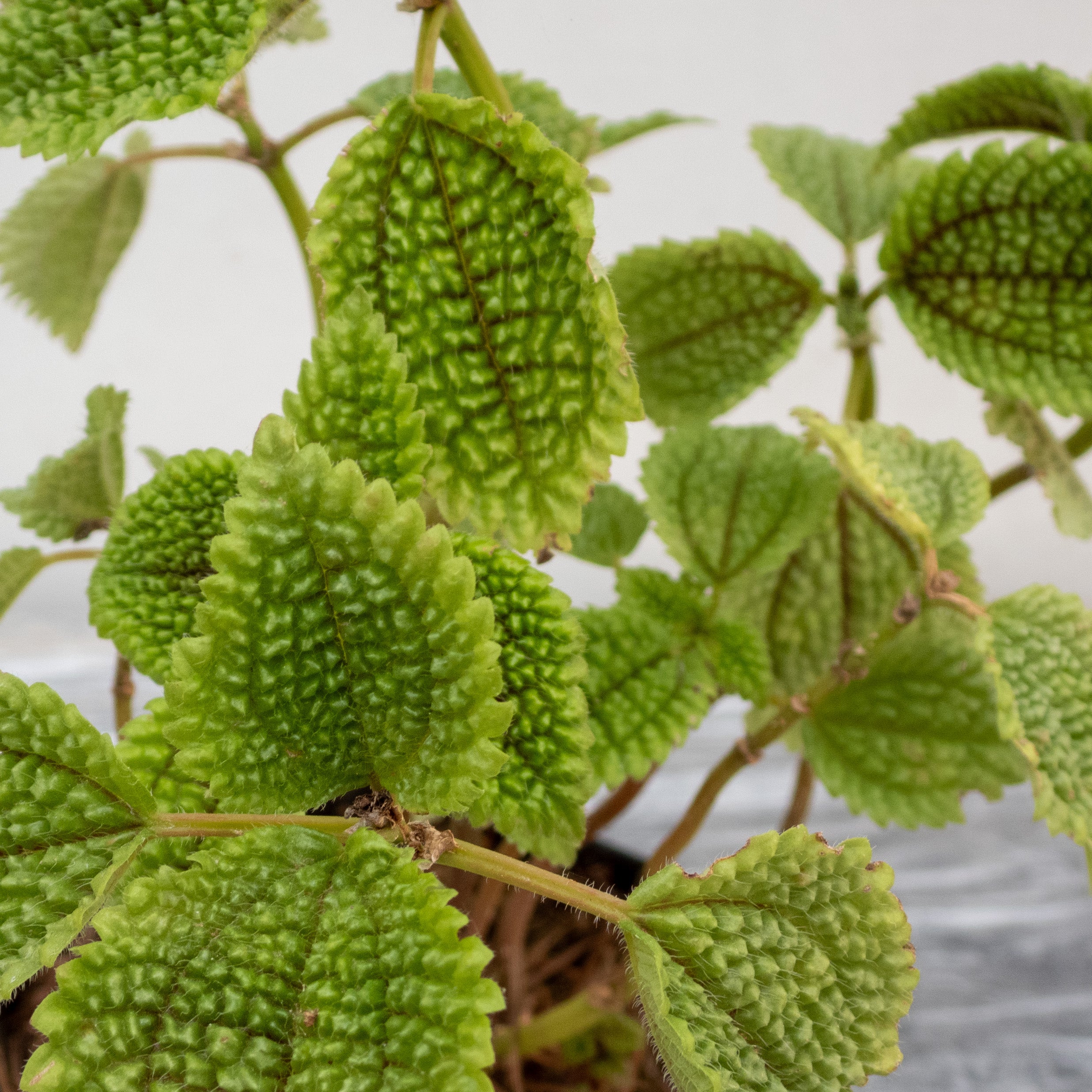 PILEA INVOLUCRATA (LENGUA DE CABRA)