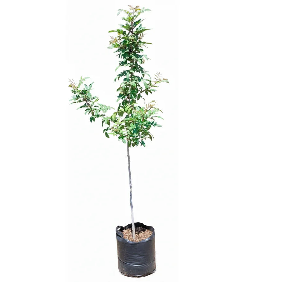 ARBOL PIRUL CHINO - Vivero Yañez 