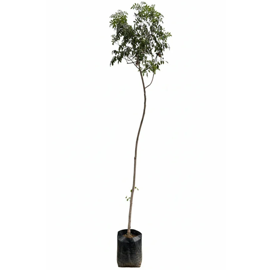 ARBOL PIRUL CHINO (BRASILEÑO) MEDIANO - Vivero Yañez 