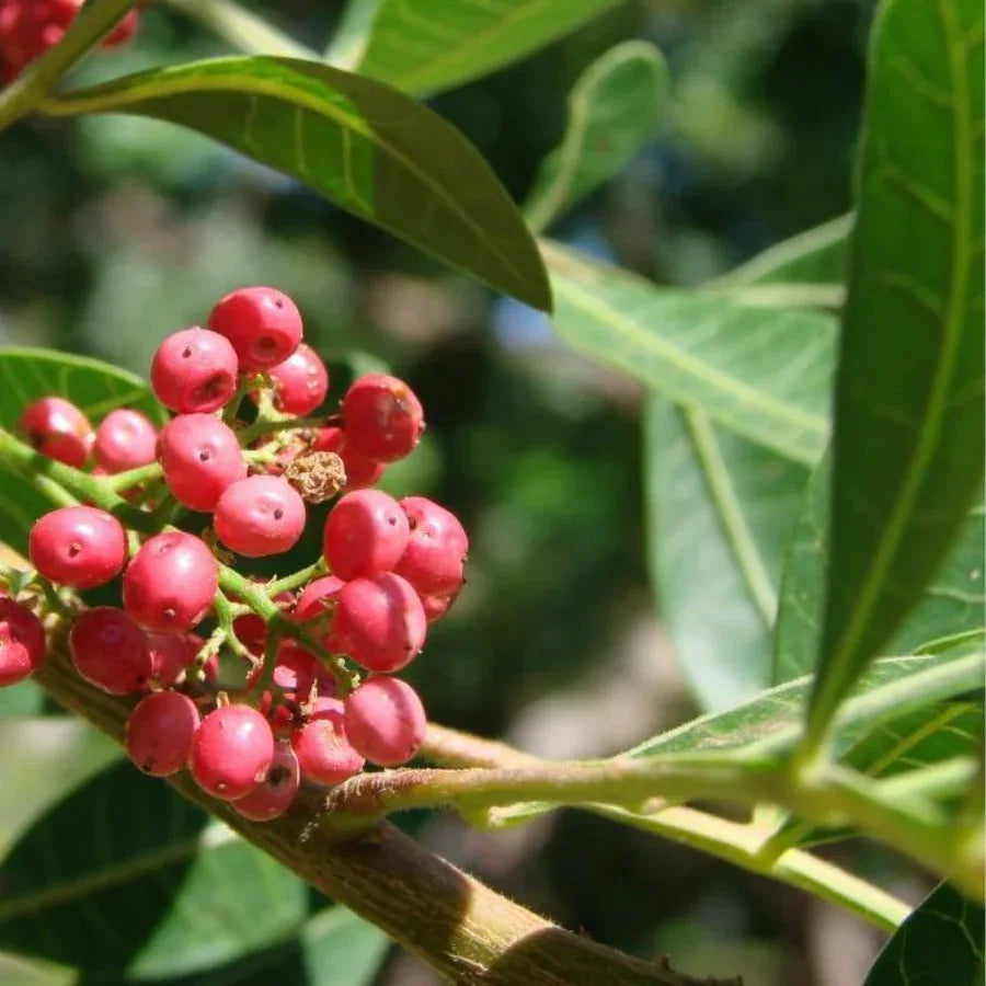 ARBOL PIRUL CHINO (BRASILEÑO) MEDIANO - Vivero Yañez 