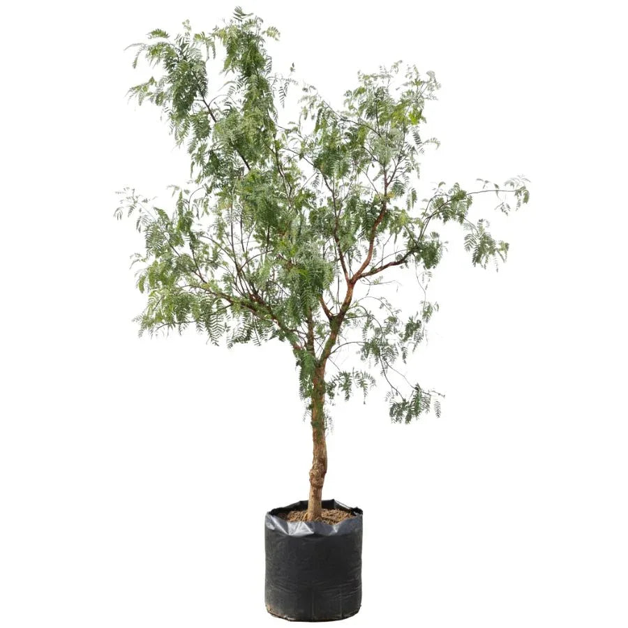 ARBOL PIRUL MEXICANO JUMBO - Vivero Yañez 