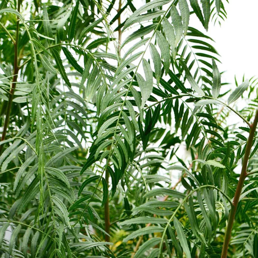 ARBOL PIRUL MEXICANO JUMBO - Vivero Yañez 