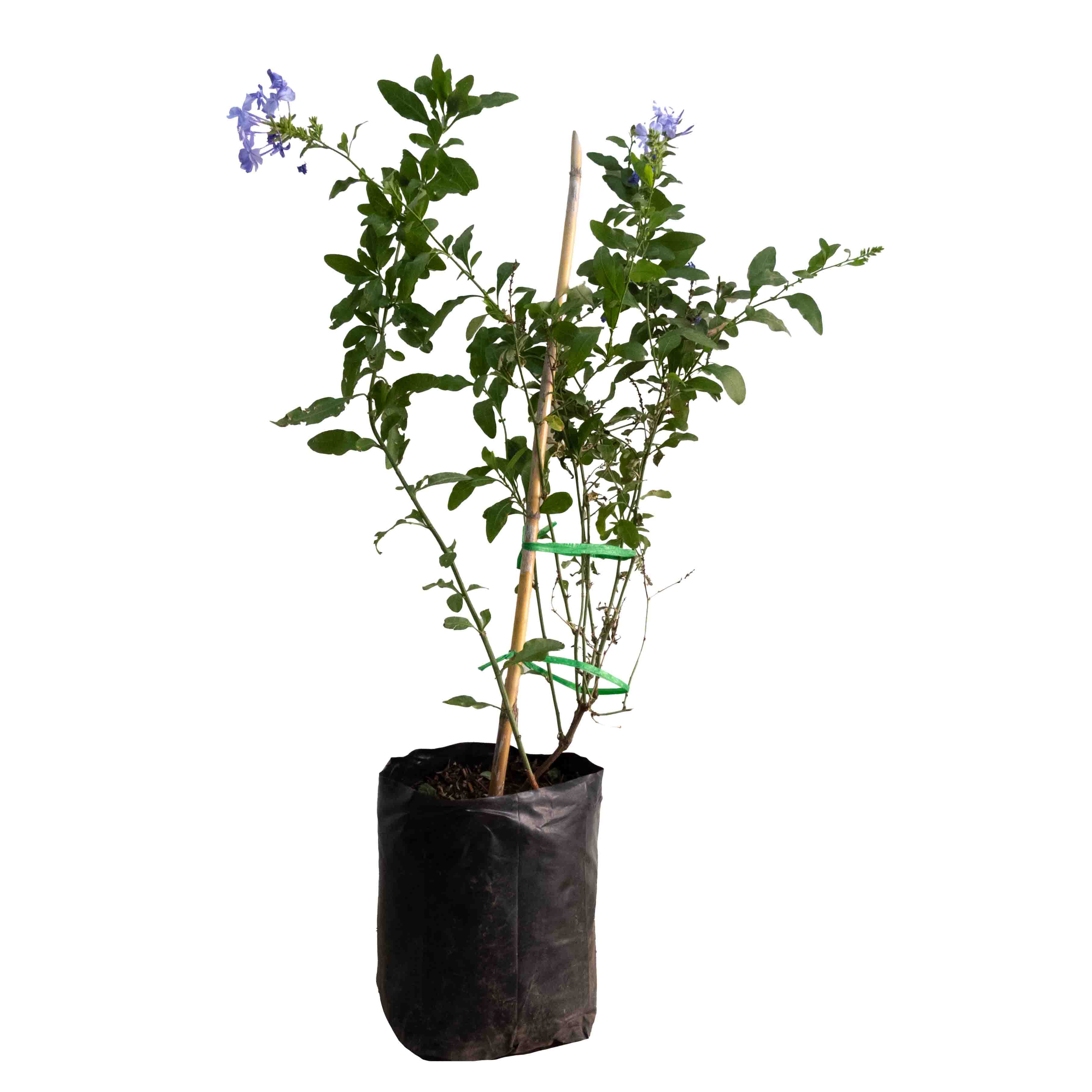 PLUMBAGO CHICO