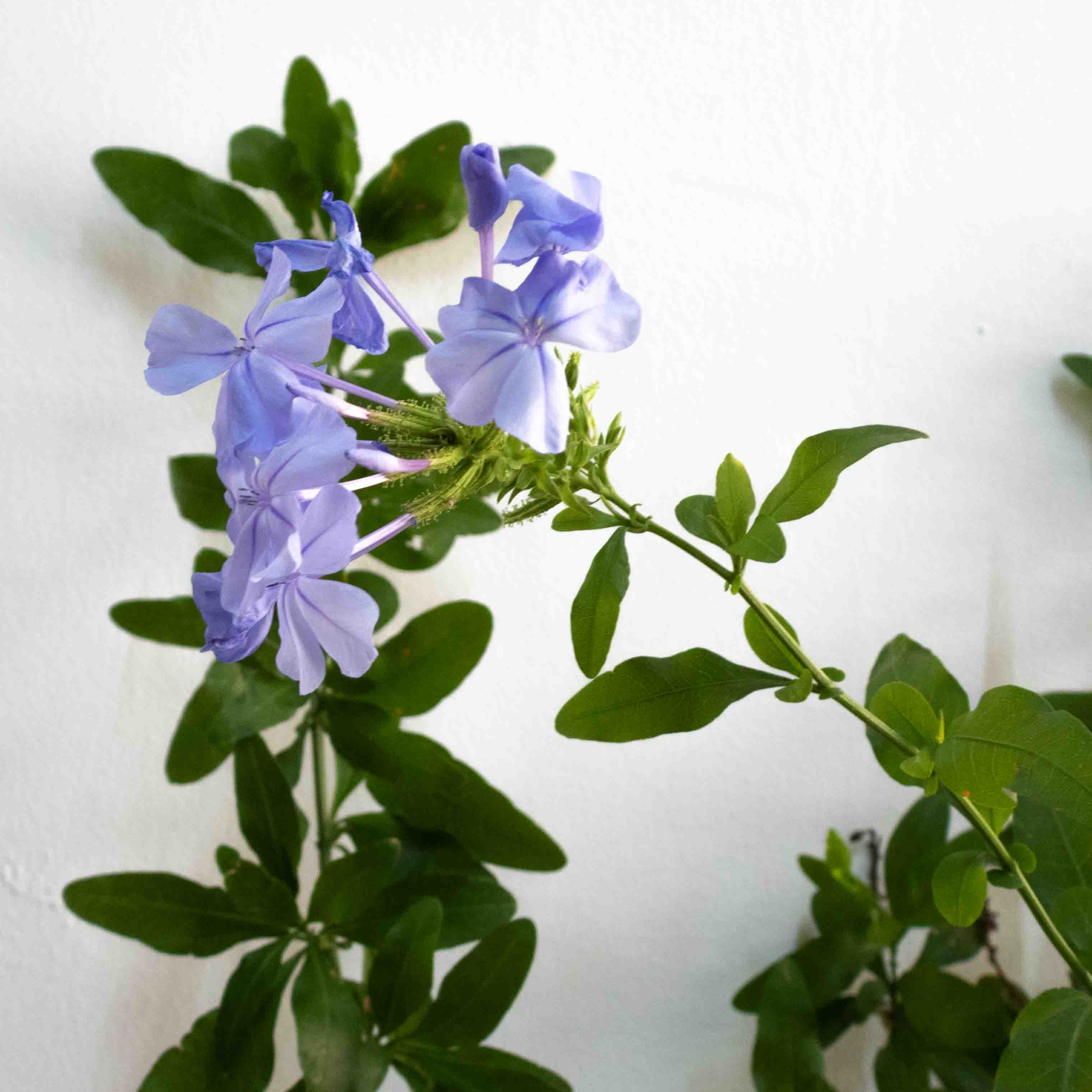 PLUMBAGO CHICO