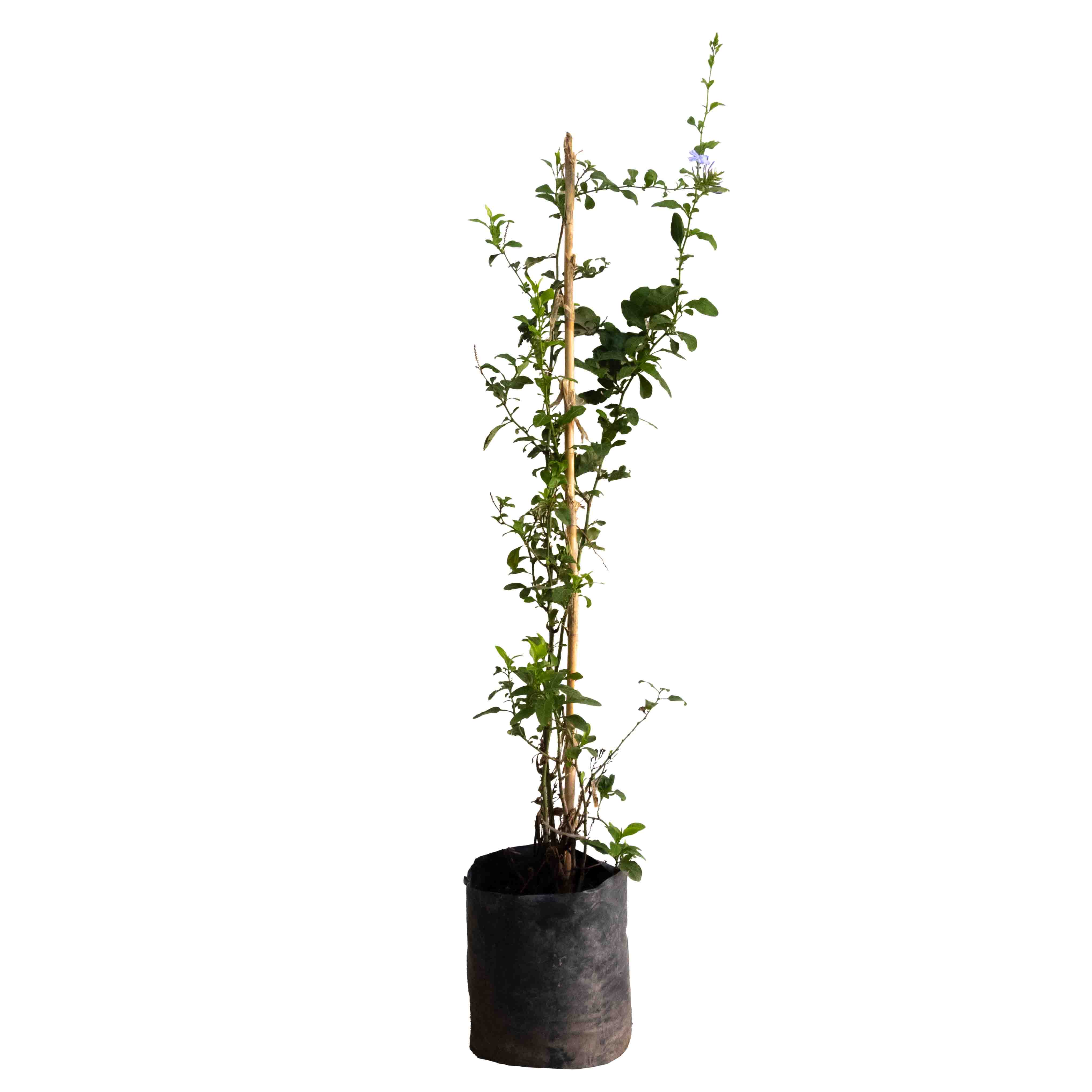 PLUMBAGO GRANDE