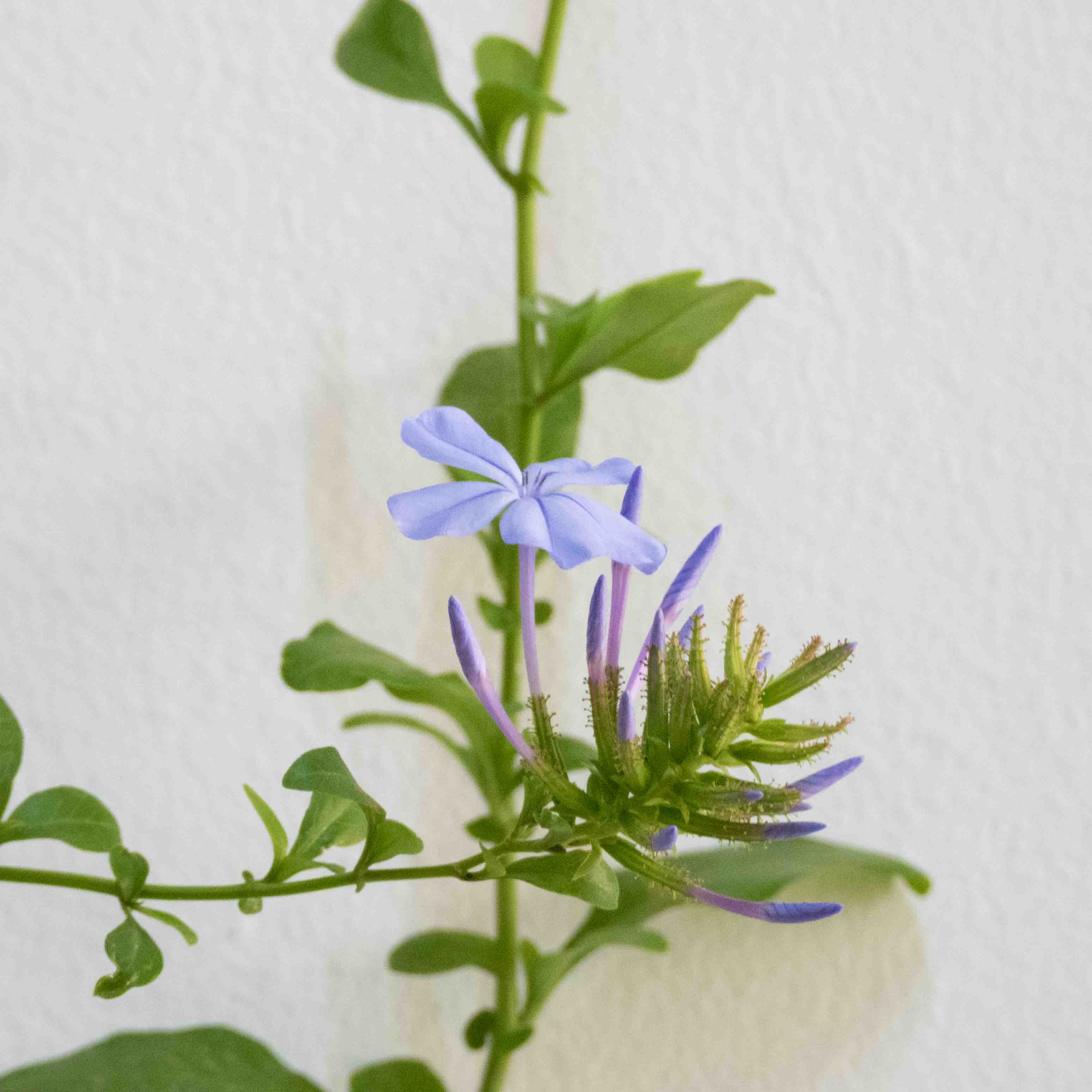PLUMBAGO GRANDE