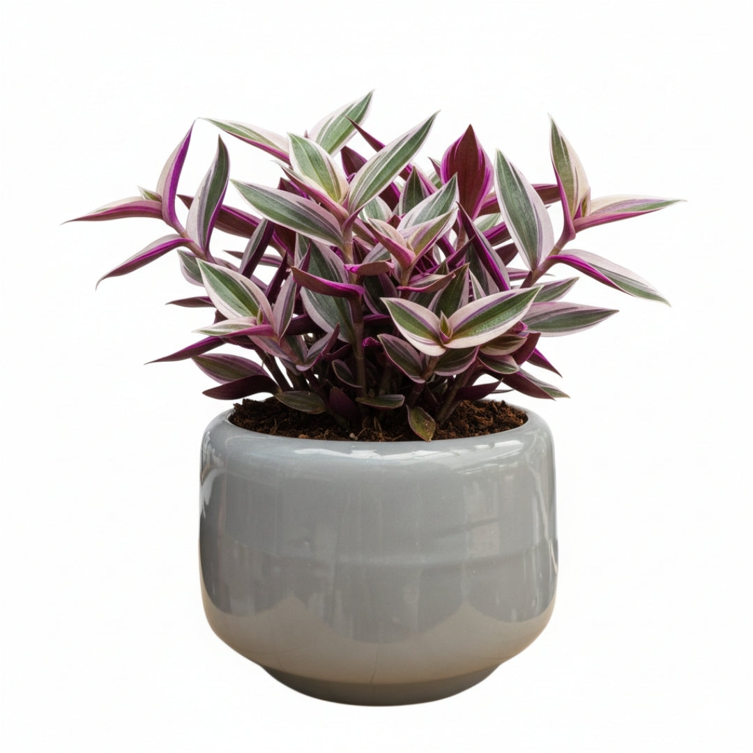 MACETA DE CERAMICA RADIAN