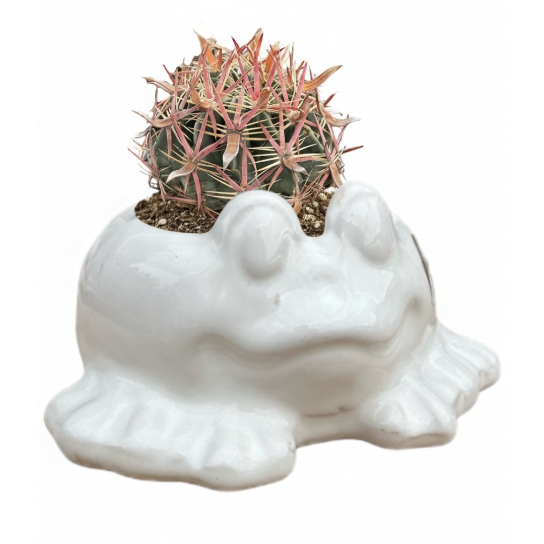 MACETA DE CERAMICA RANA