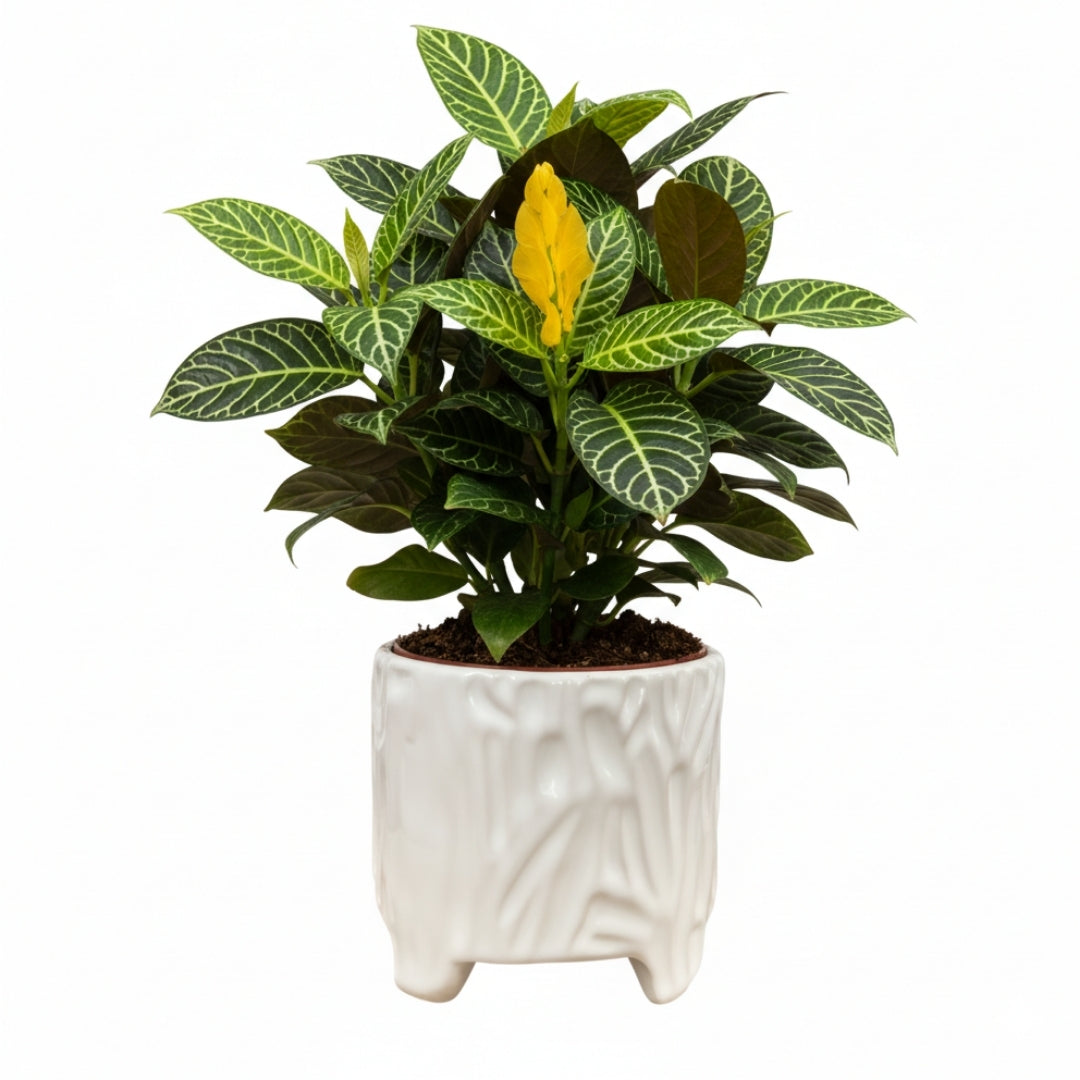 MACETA DE CERAMICA RELIEVE