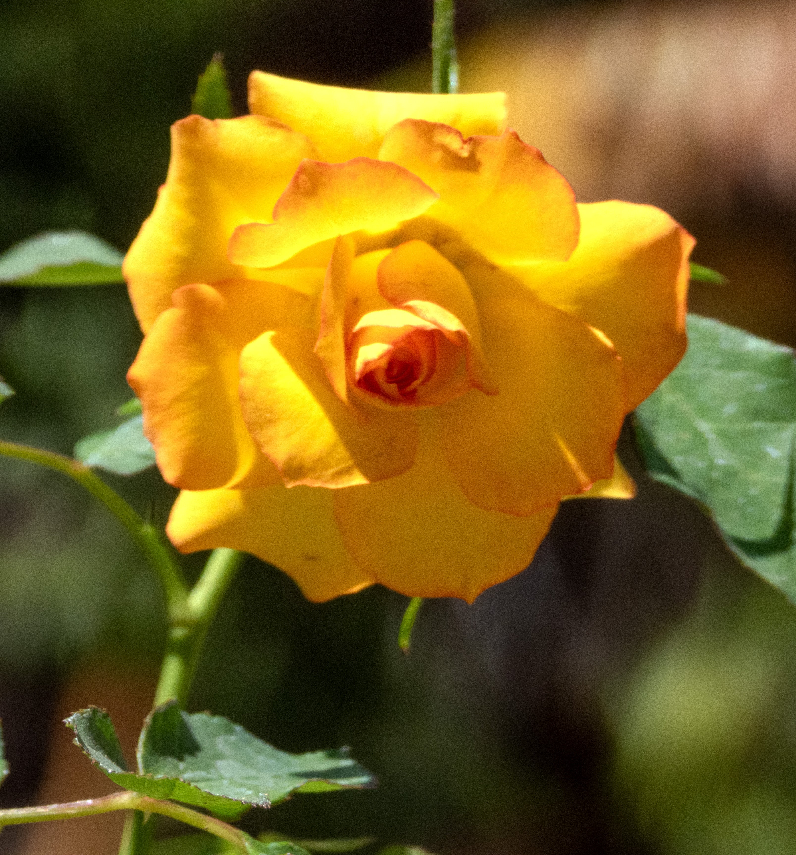 ROSAL