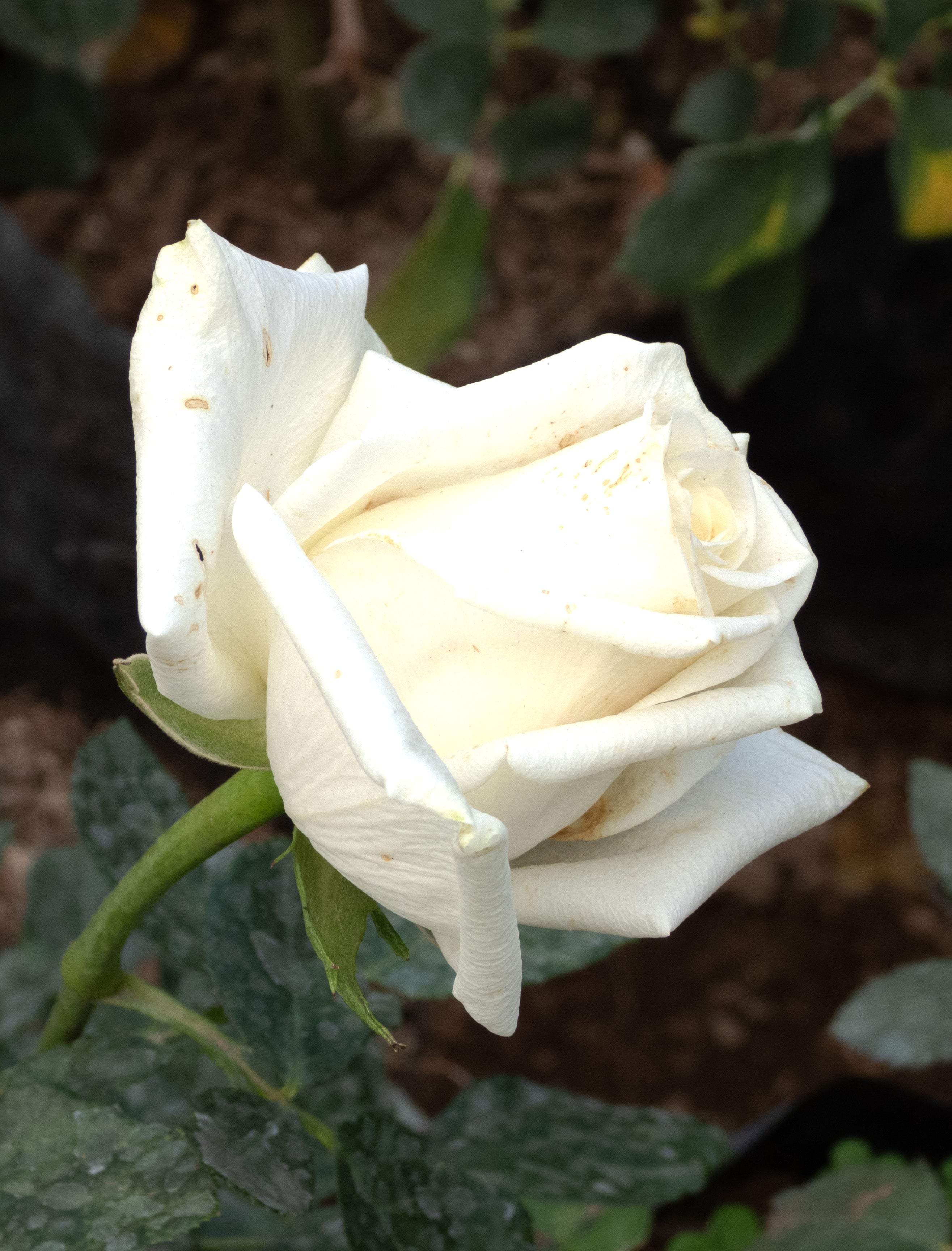 ROSAL