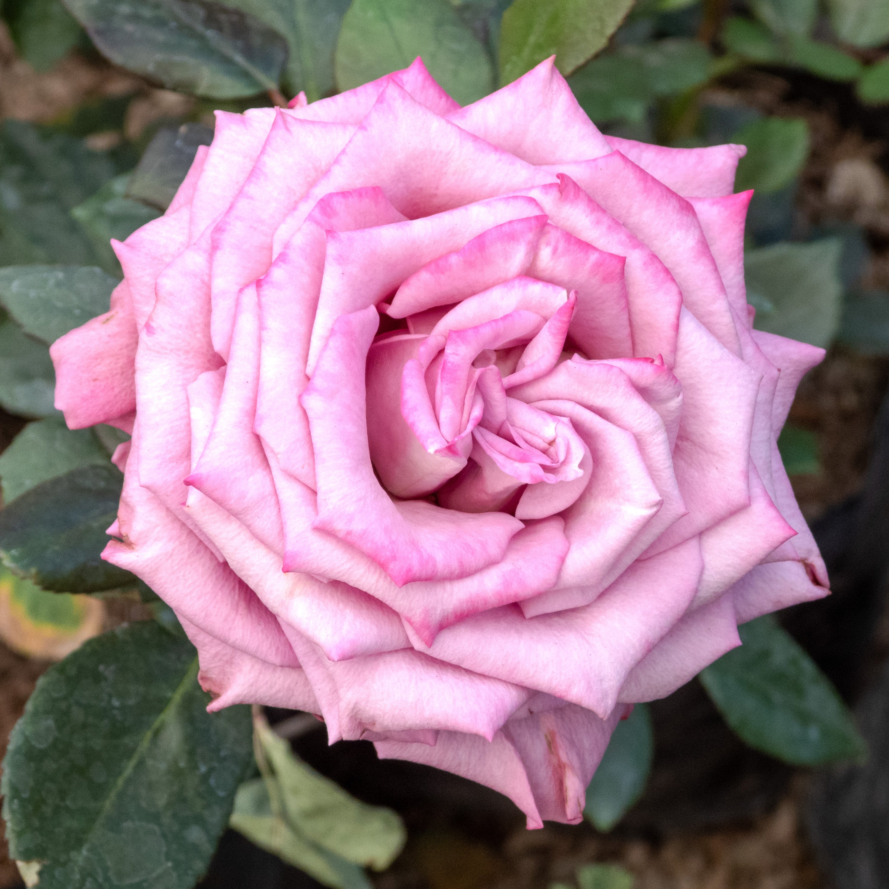 ROSAL