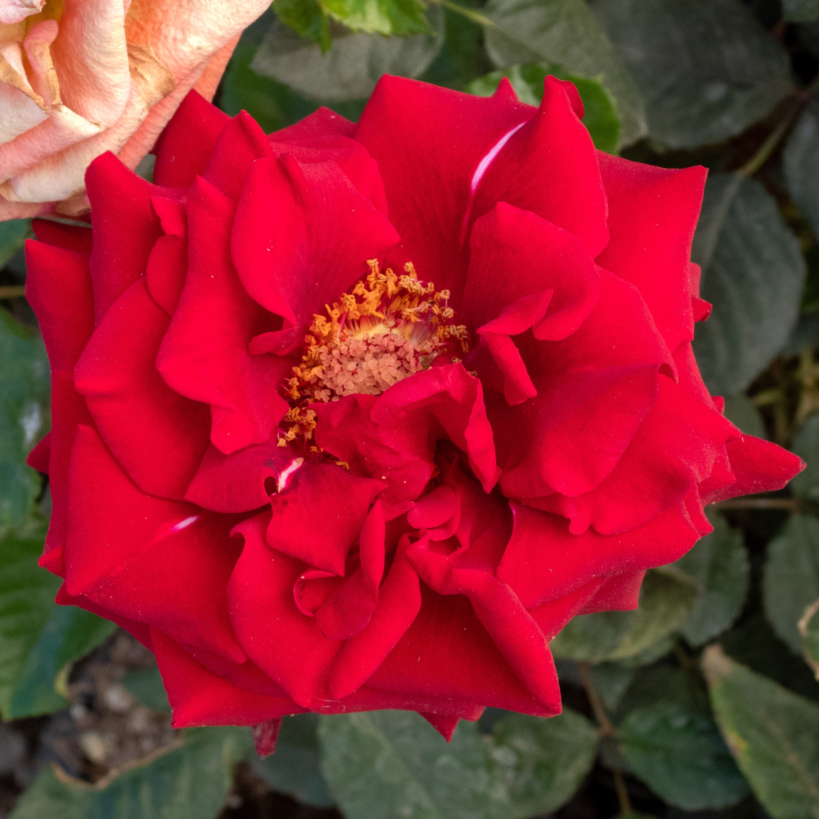 ROSAL