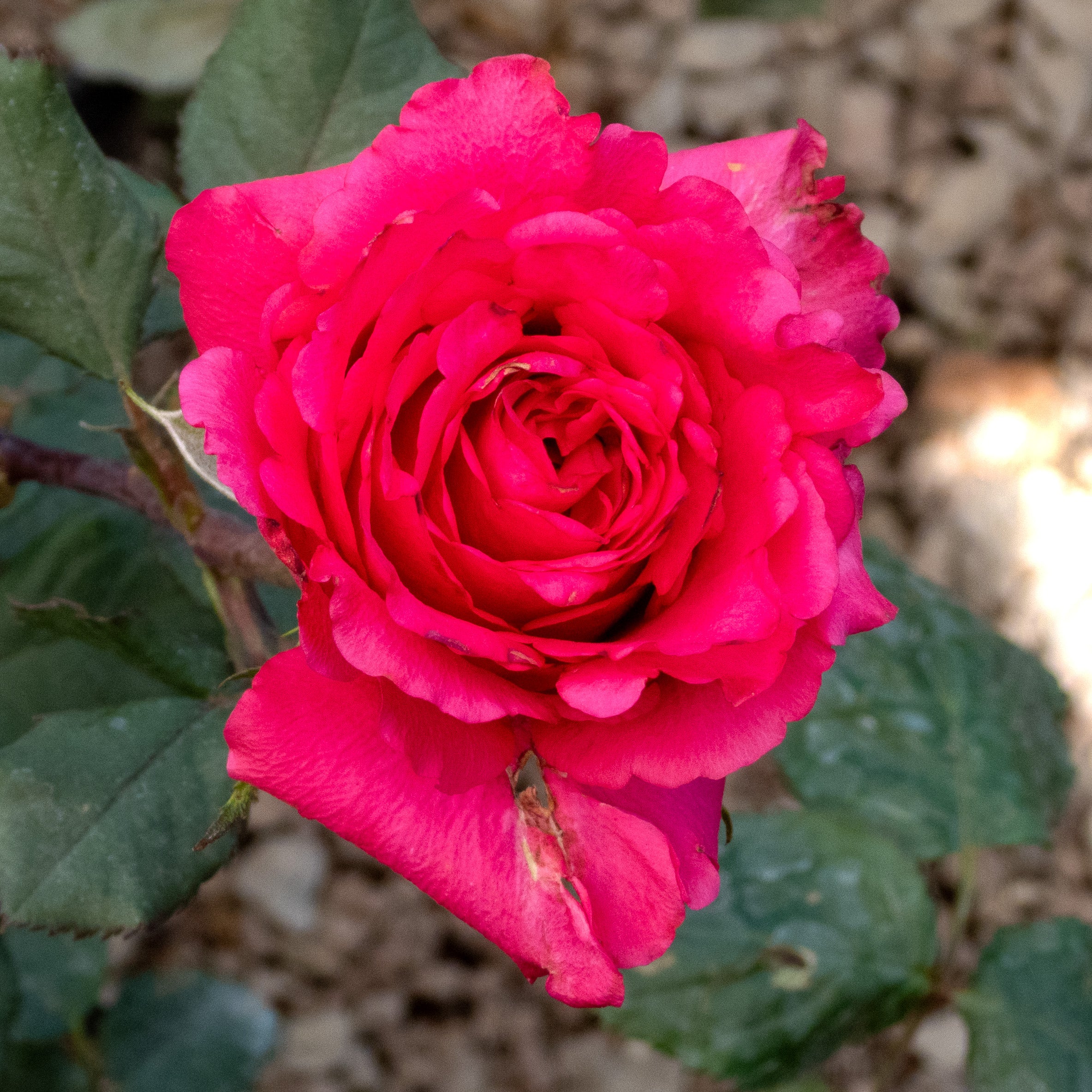 ROSAL