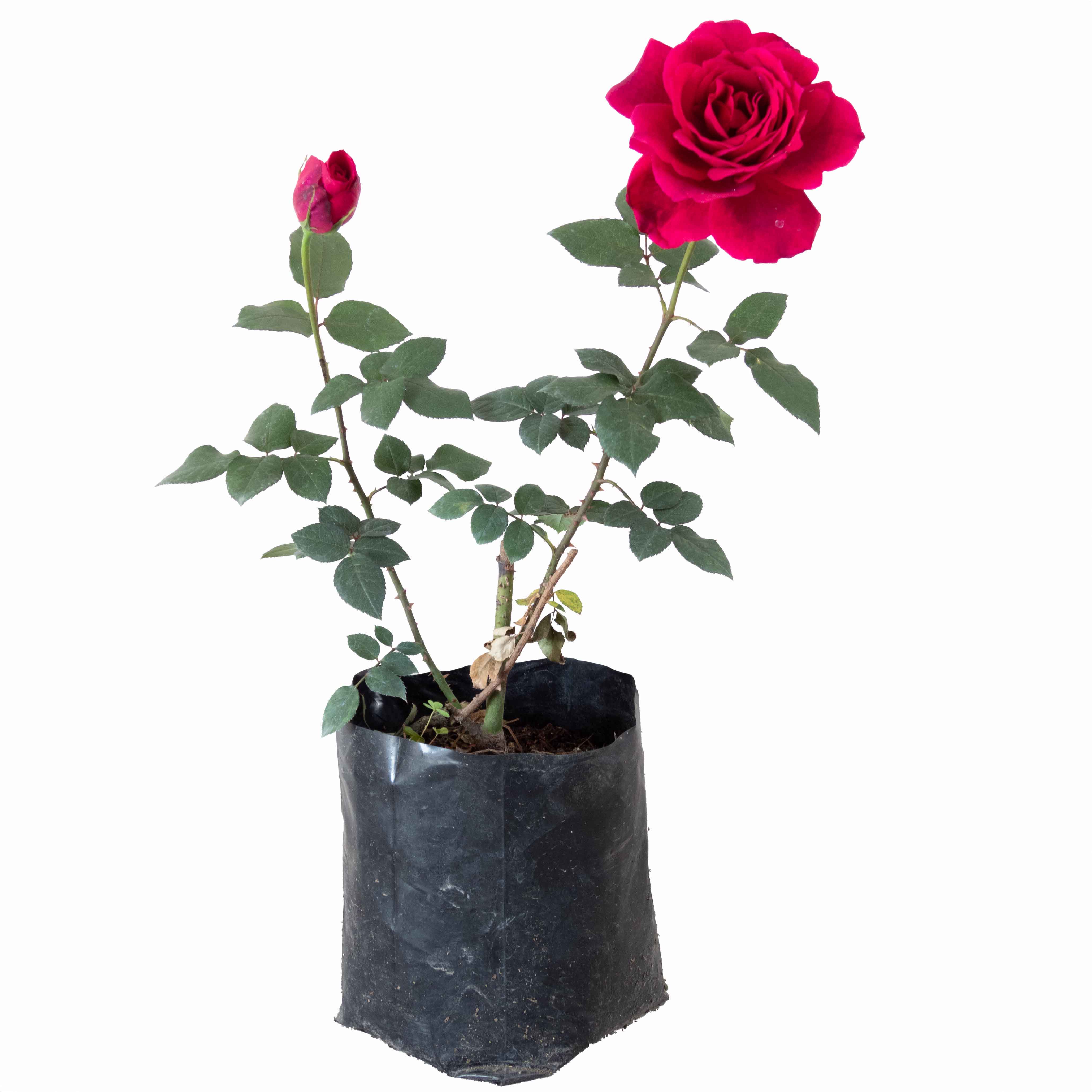 ROSAL